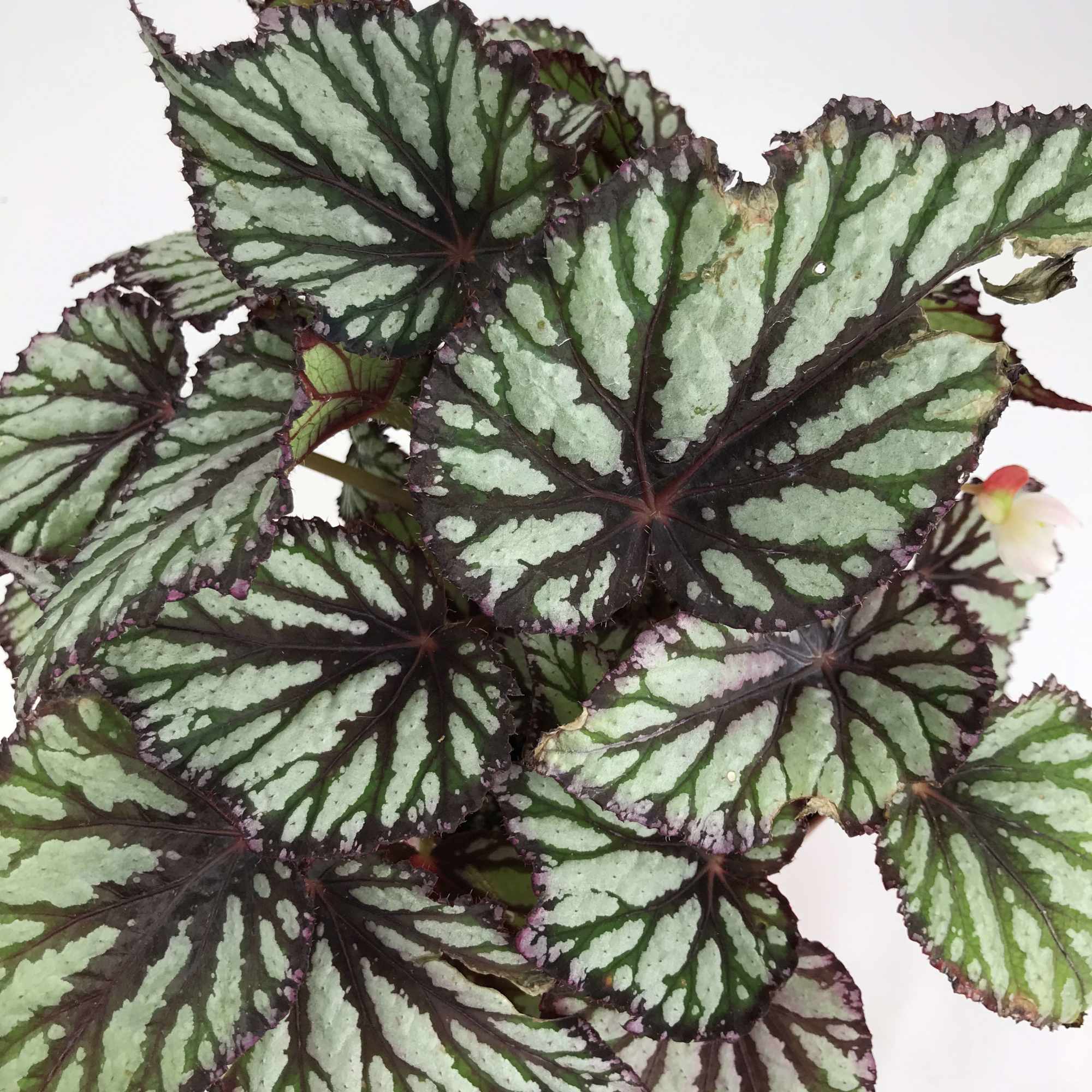 Rex Begonia 6