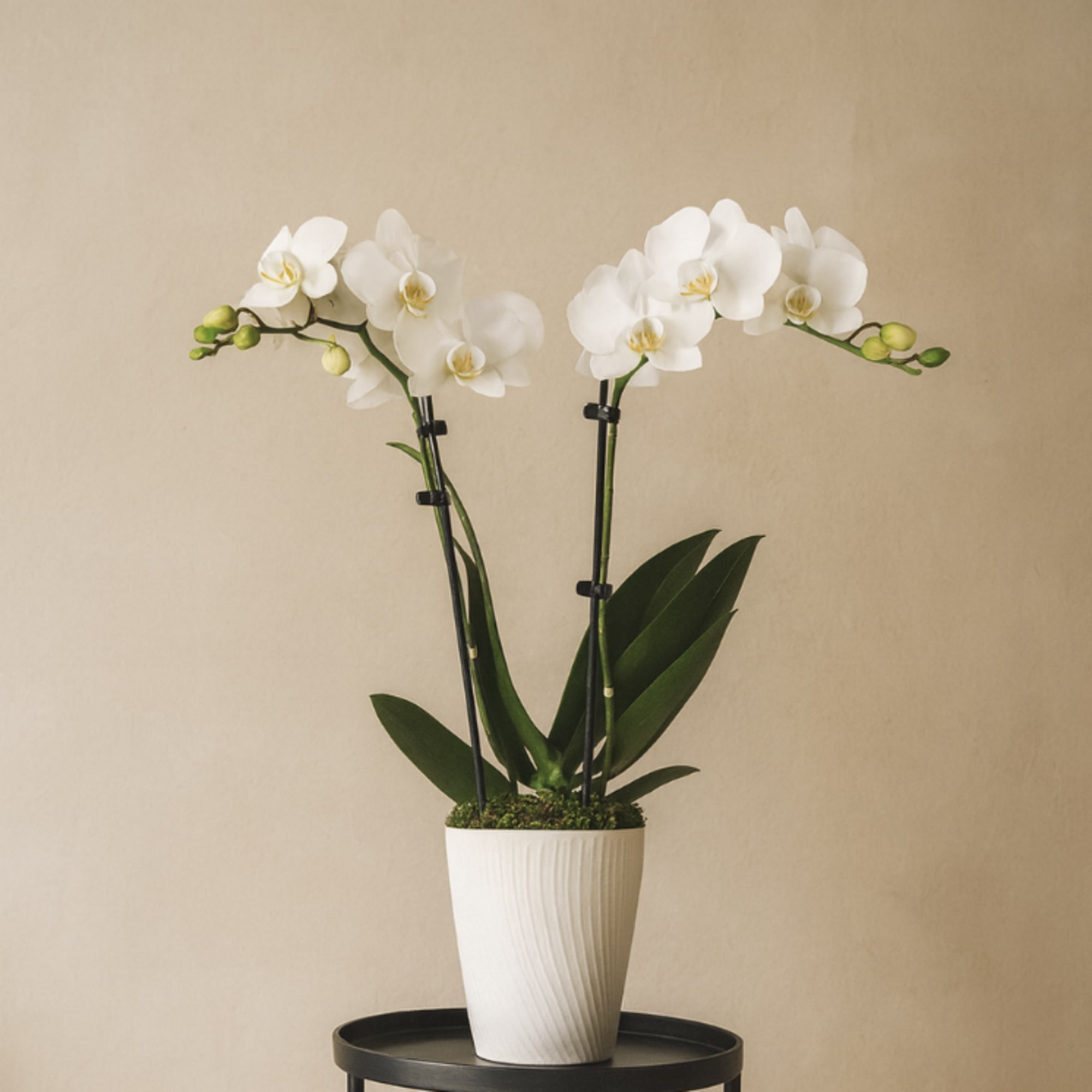 This exquisite vase showcases elegant orchid stems, each one a stunning display