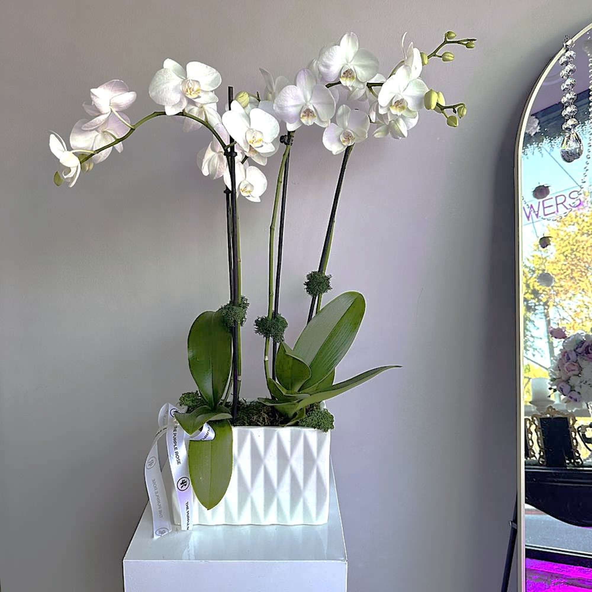 This exquisite vase showcases elegant orchid stems, each one a stunning display