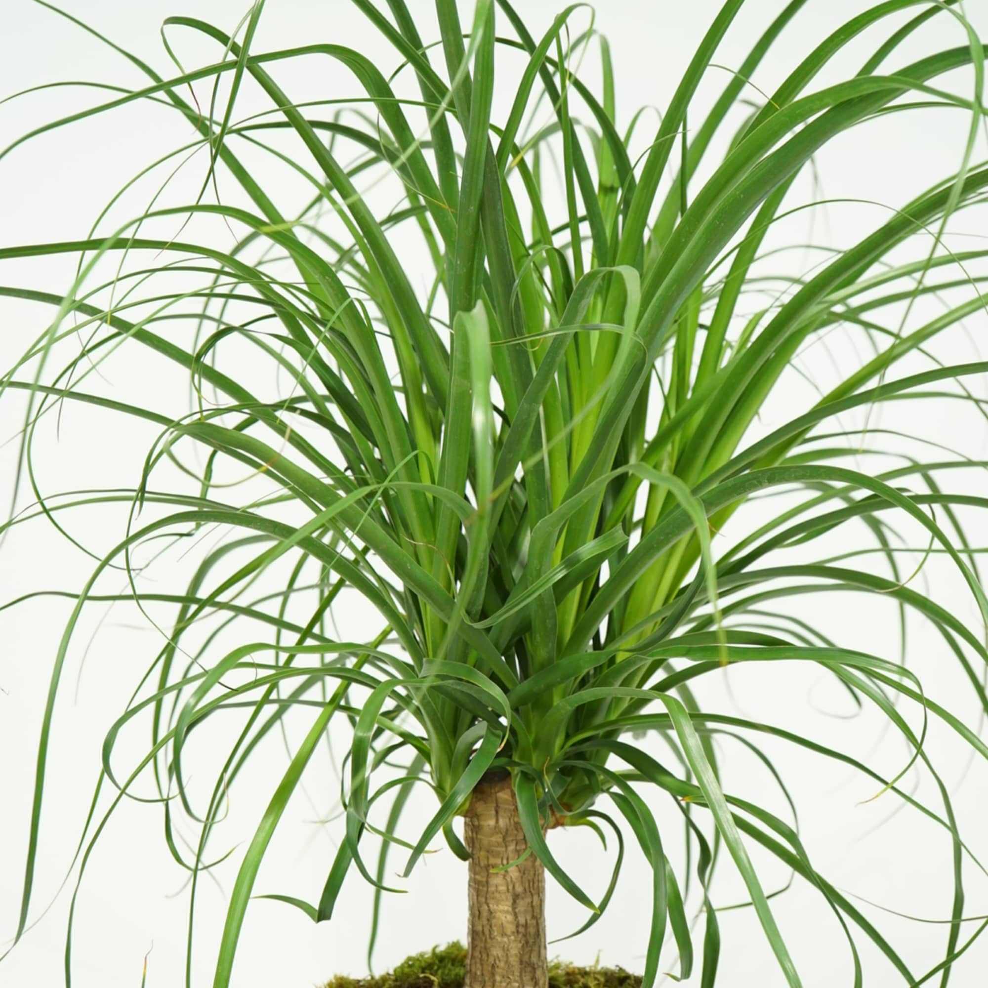 Like the name reflects this palm tree is suited for people who