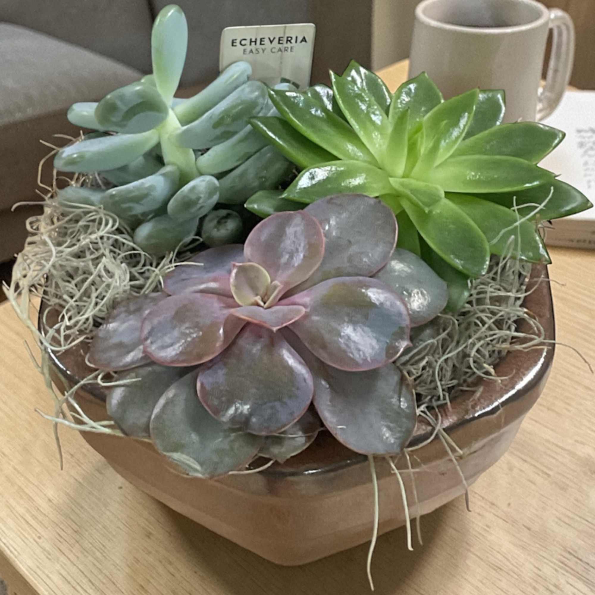 Succulent Garden Bowl
Bring a little calm into any space with our easy-care