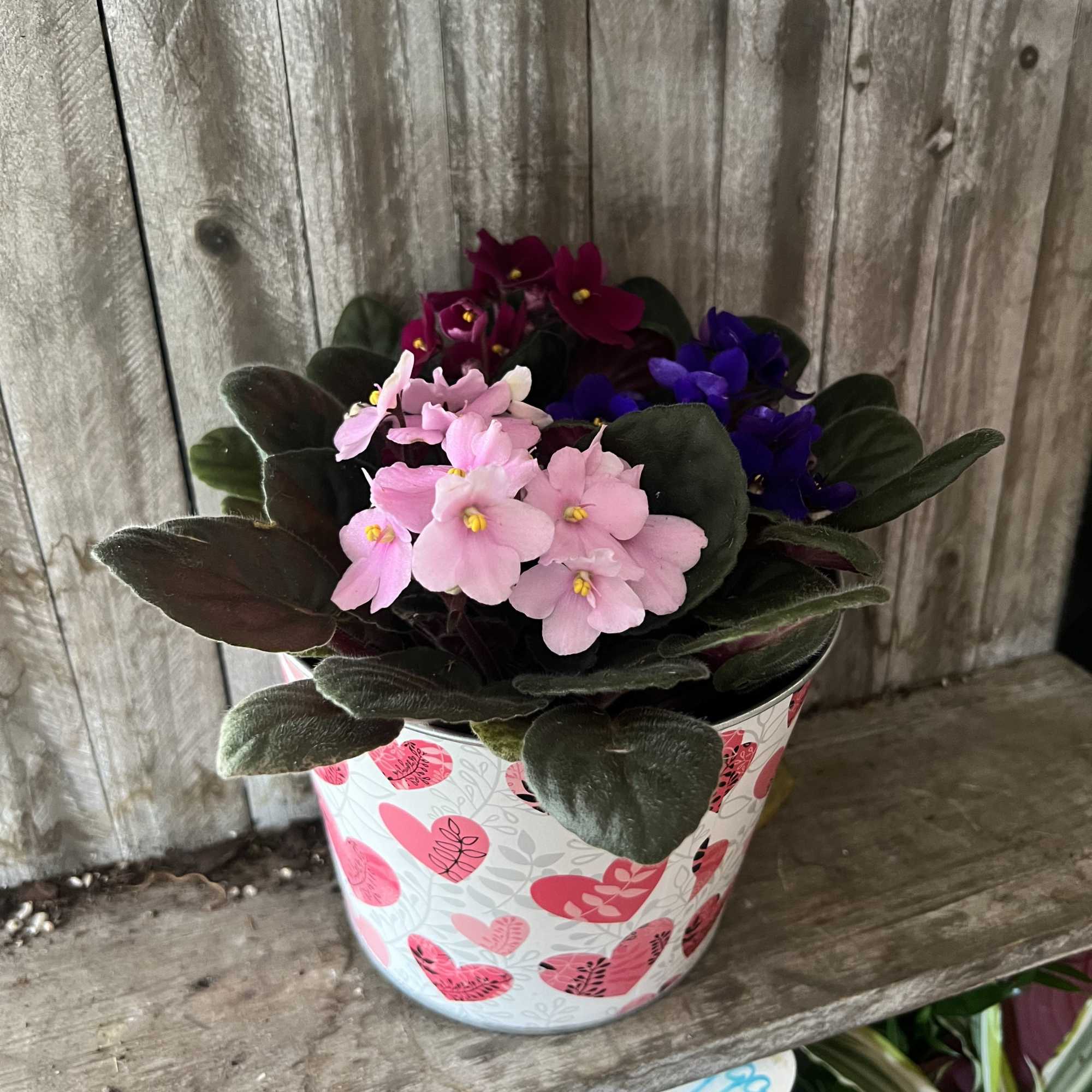 Three different colored plants in all, looking absolutely beautiful in their cozy