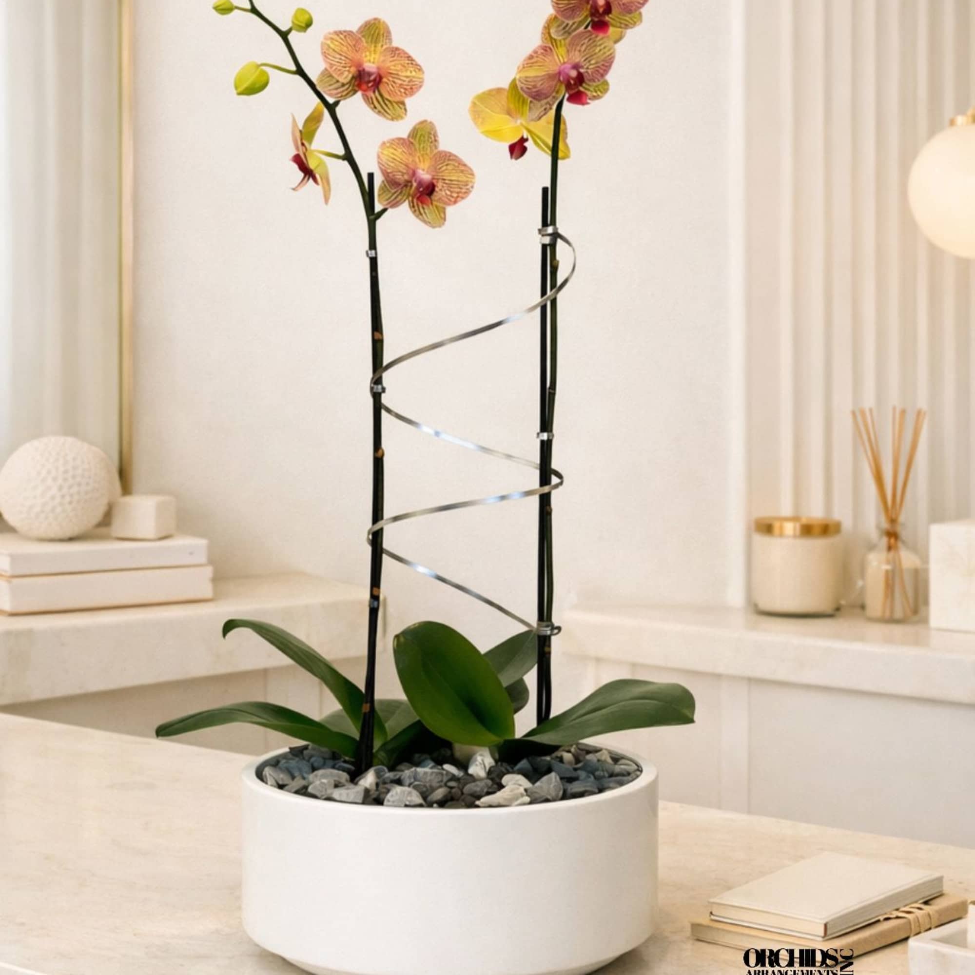 This elegant Double Peach Phalaenopsis Cascade orchid arrangement creates a striking vertical