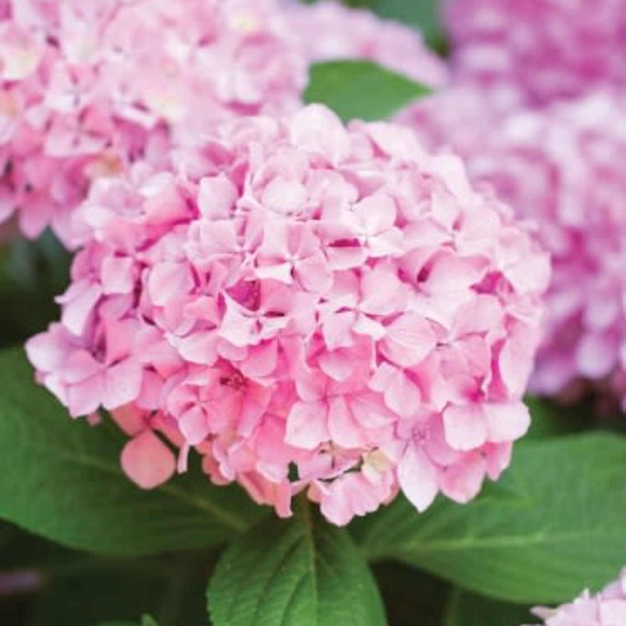 Choose from Pink, Purple or Blue.  These wonderful hydrangea plants are