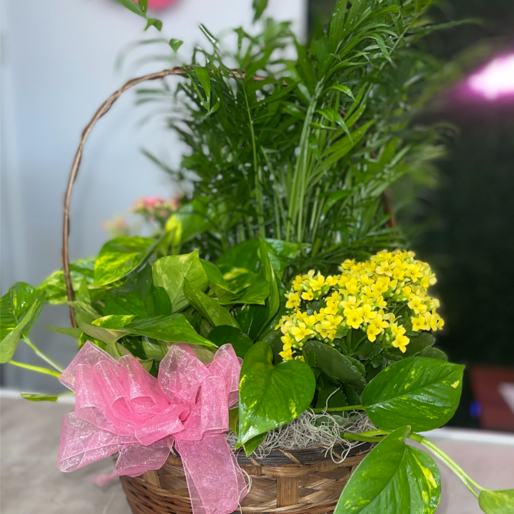 Send a little garden to somebody. A mix of flowering plants and