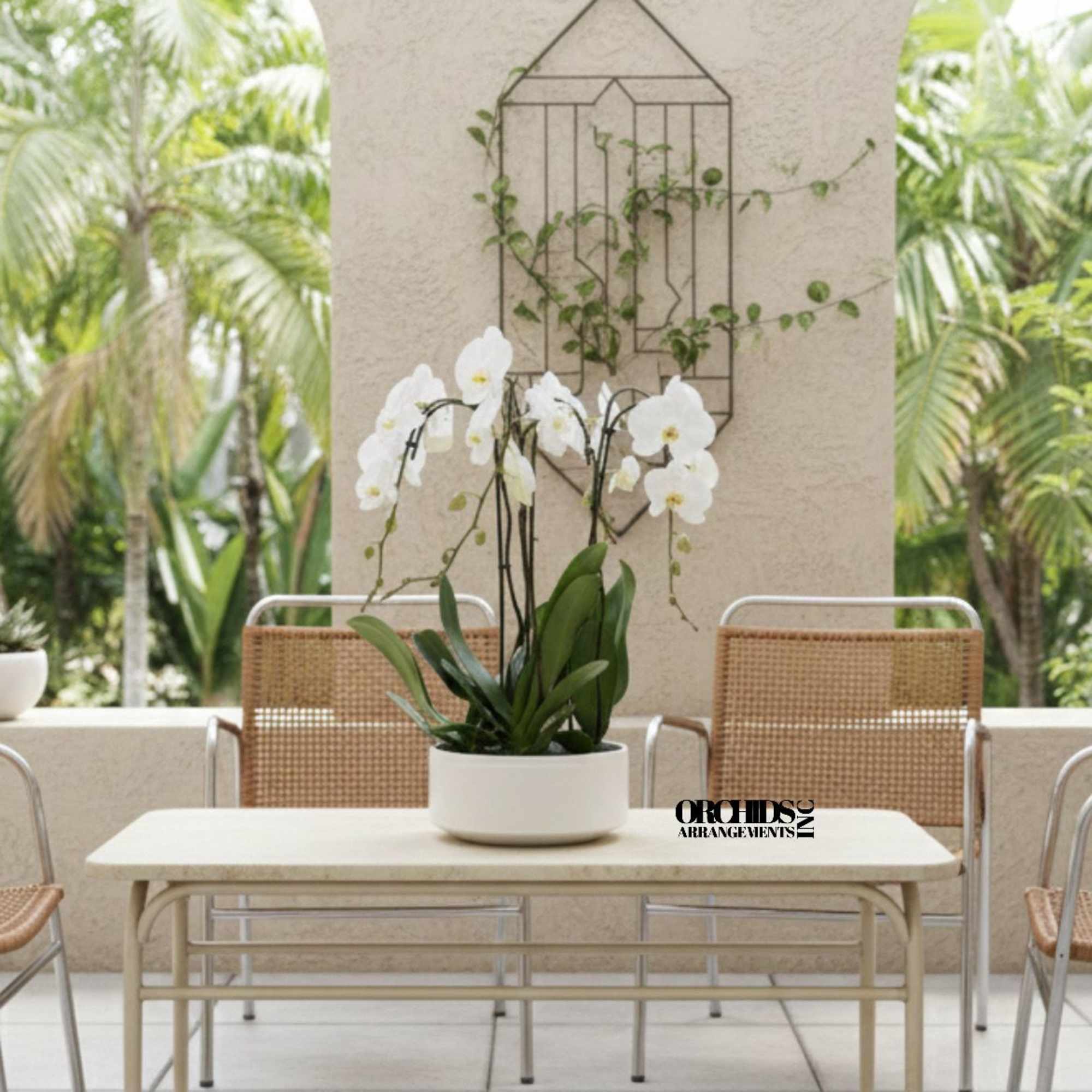 This elegant Four White Phalaenopsis Cascade orchid arrangement creates a striking vertical