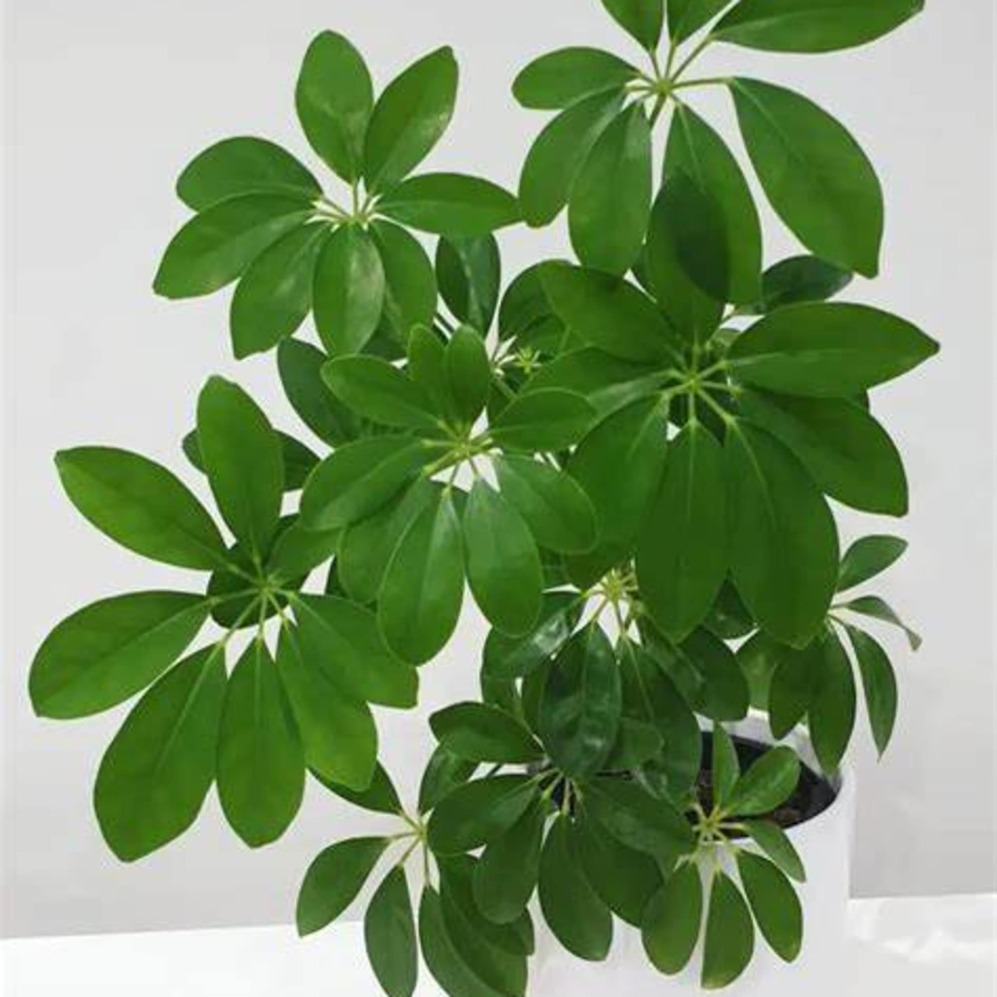 Arboricola plants, also known as the Schefflera plant, are popular houseplants due