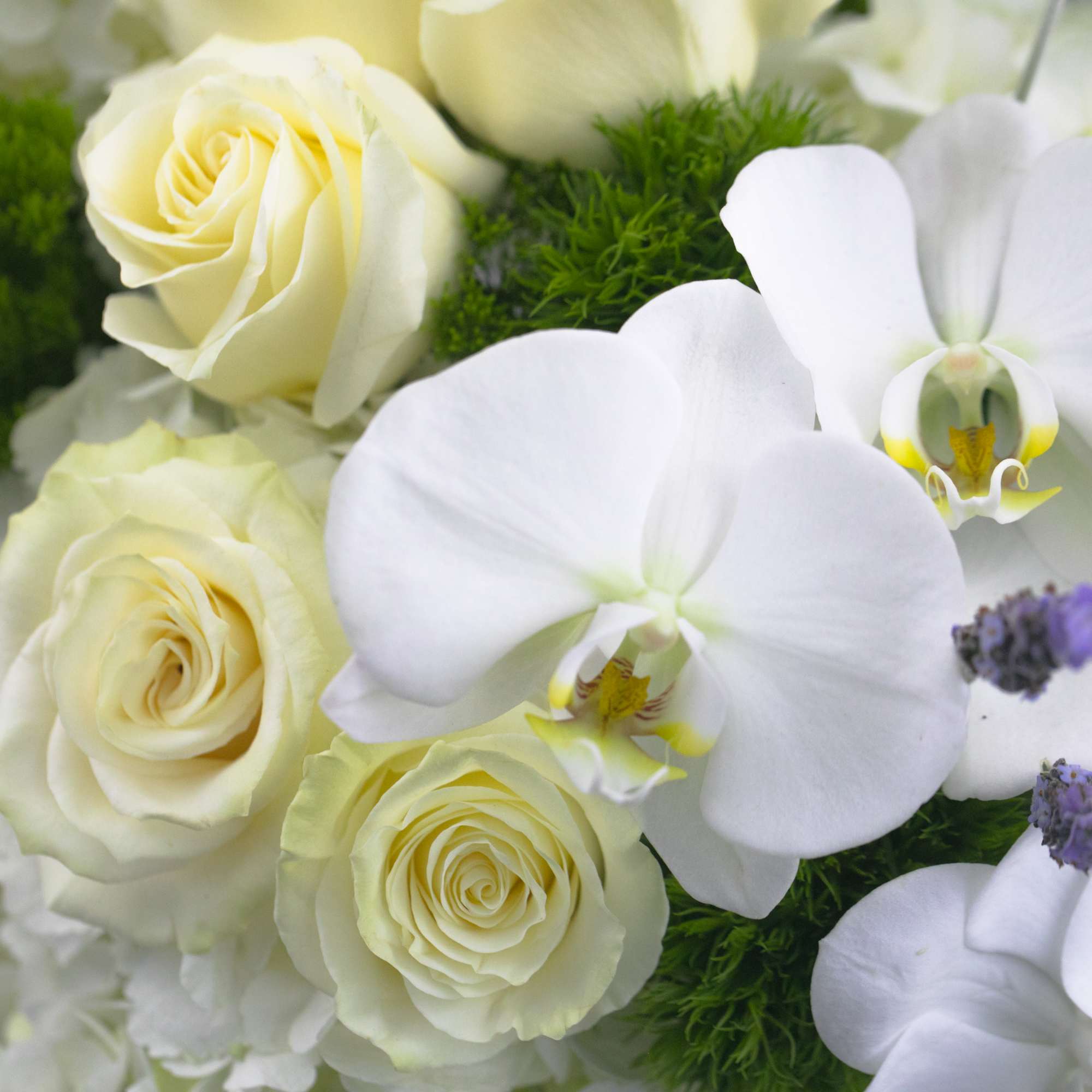 VASE OF MIXED WHITE FLOWERS WITH ORCHIDS AND ROSES 

Abundant, Elegant, Beautiful.
