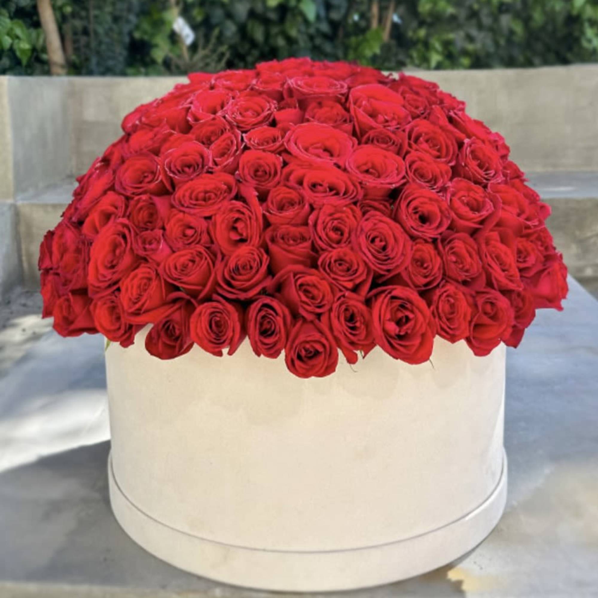 Large dome of red roses in a round white box