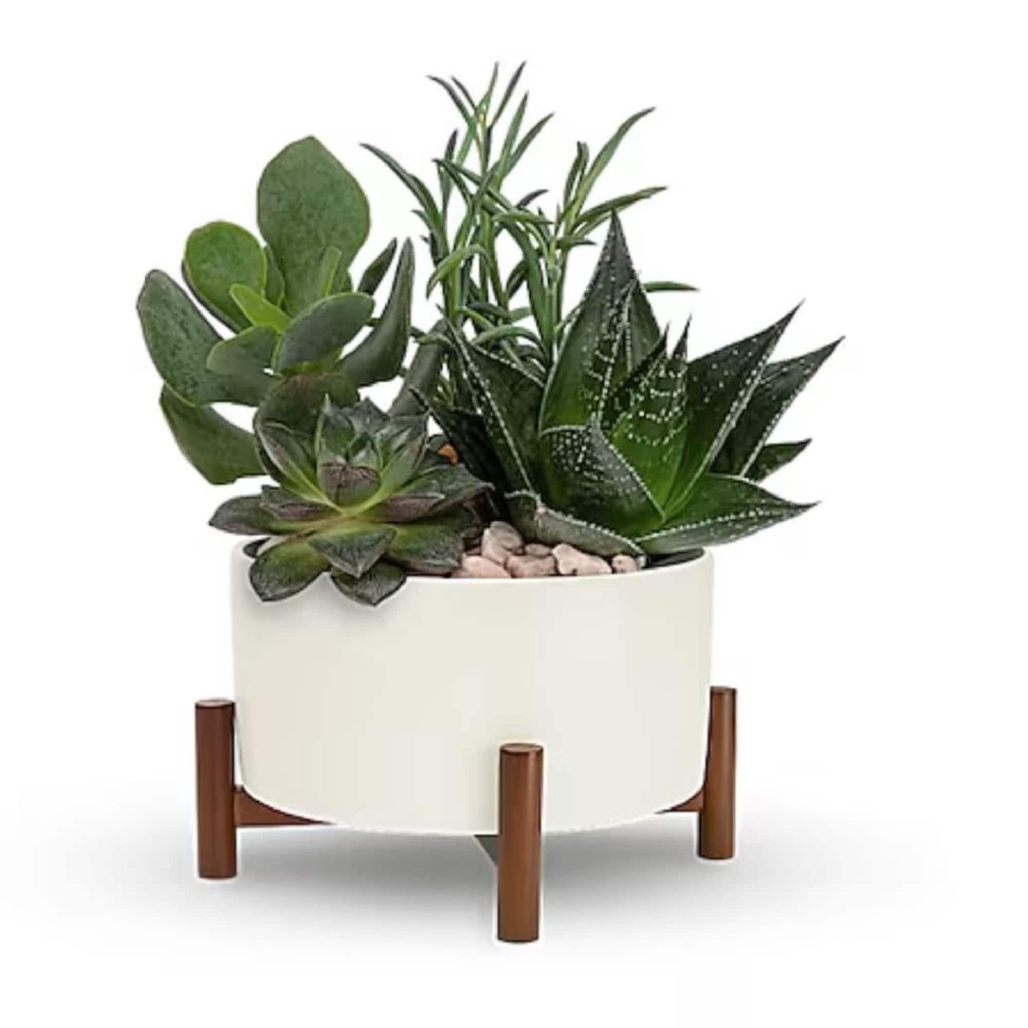 Retro fabulous! This vintage-inspired gift features sculptural succulent plants nestled in a