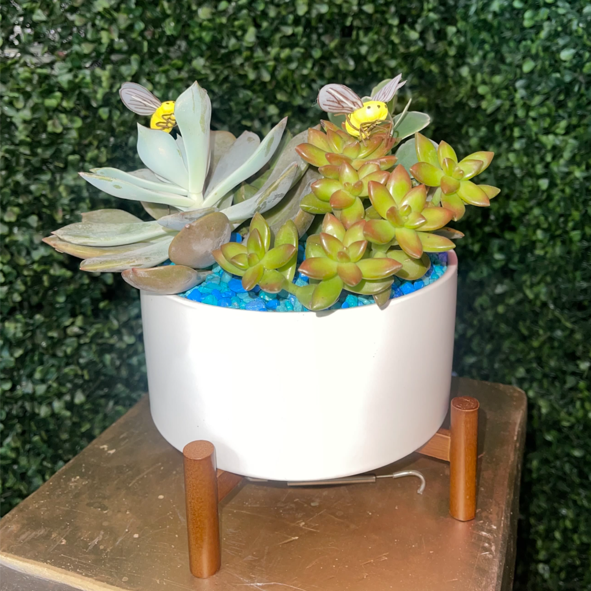Retro fabulous! This vintage-inspired gift features sculptural succulent plants nestled in a