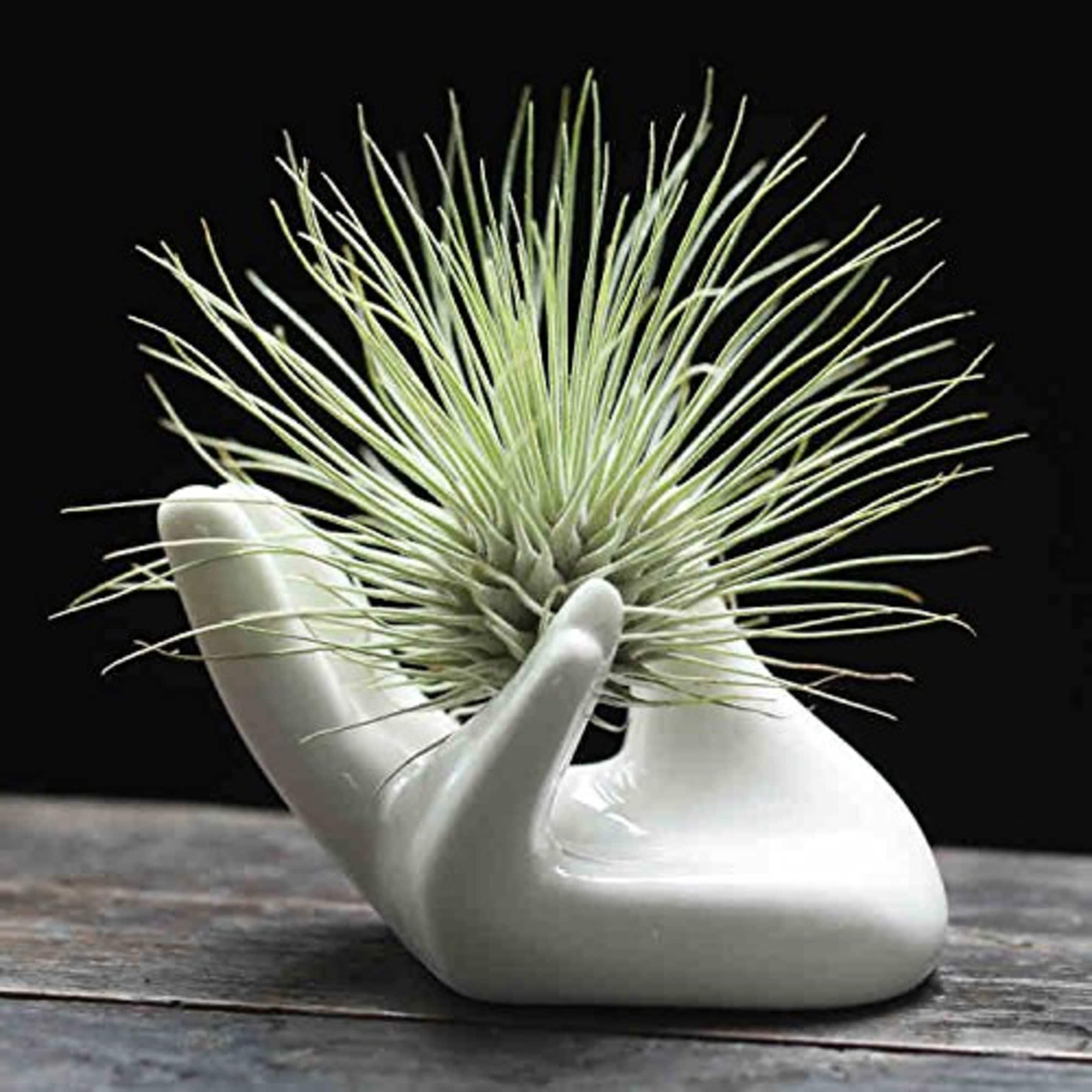 money trees near me Braided Pachira Stump Money Tree main image 0