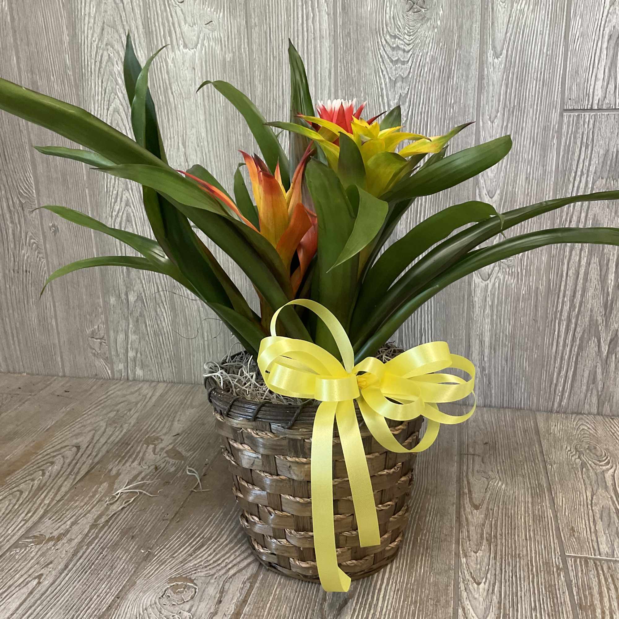 3 Bromeliad plants planted in one pot placed in a wicker basket