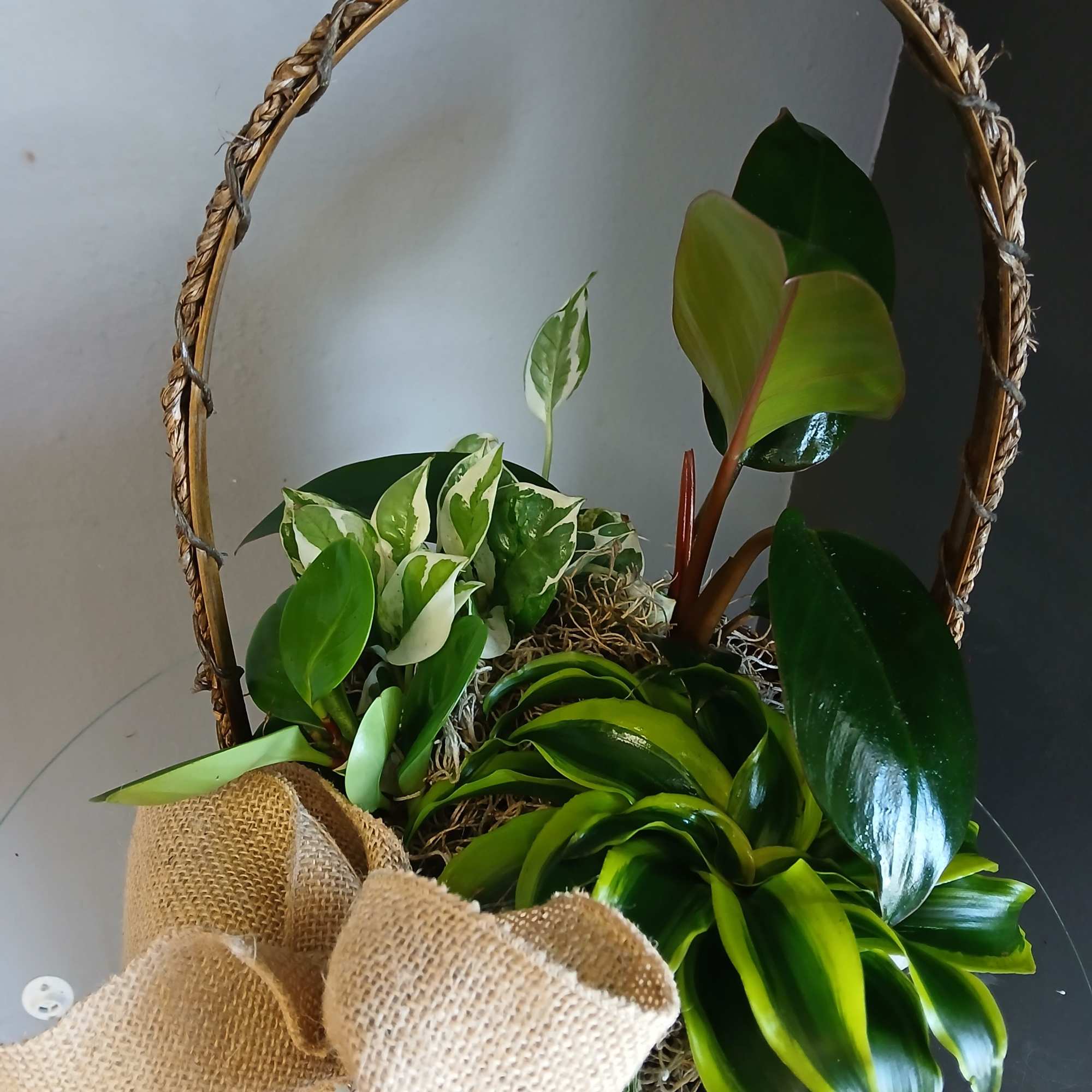 A beautiful mix of wonderful, low maintenance green plants. Not pet friendly.