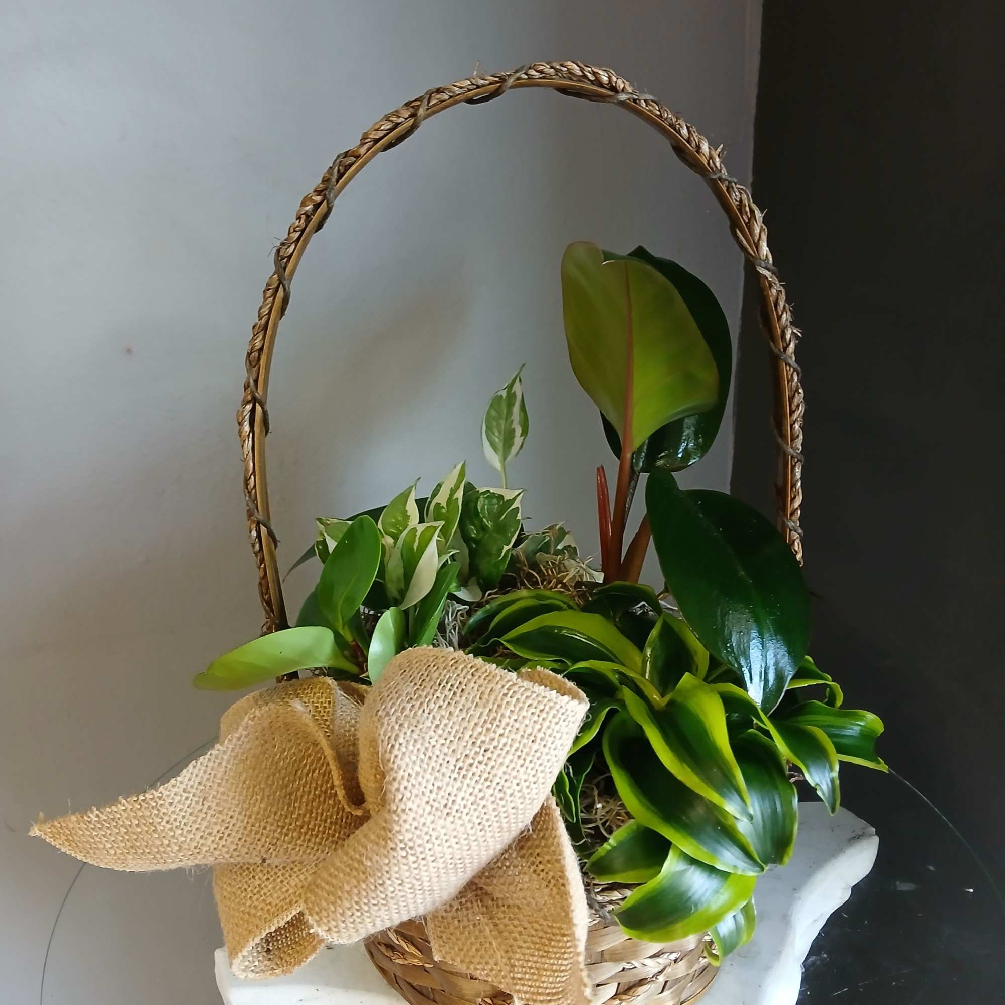 A beautiful mix of wonderful, low maintenance green plants. Not pet friendly.