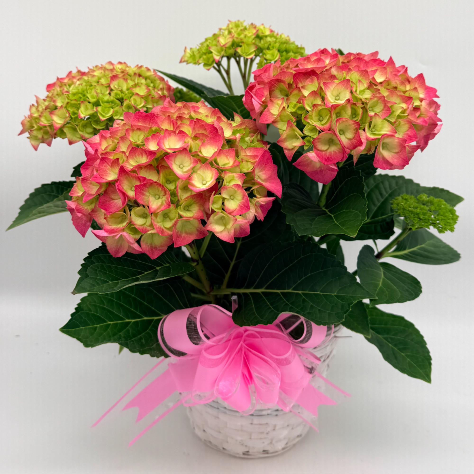 A total spring cutie! Celebrate the sweetness of spring with this full