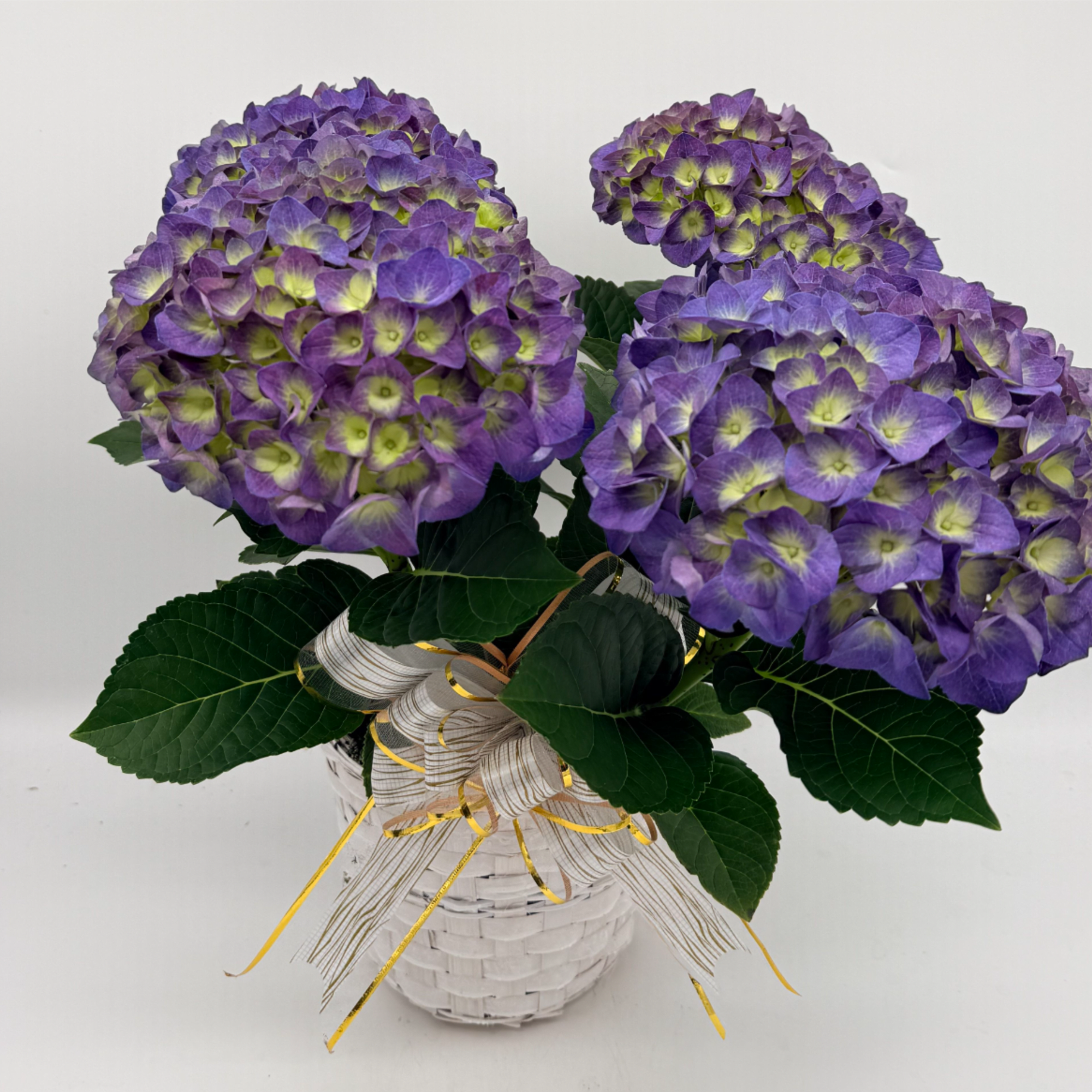 A total spring cutie! Celebrate the sweetness of spring with this full