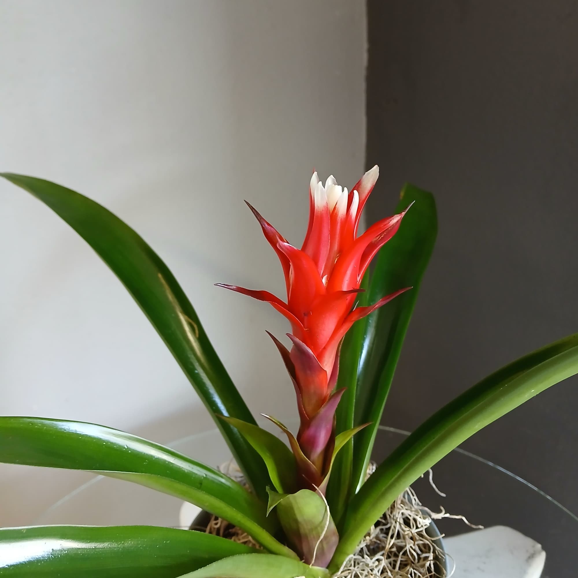 Single potted bromeliad in a cute tin.