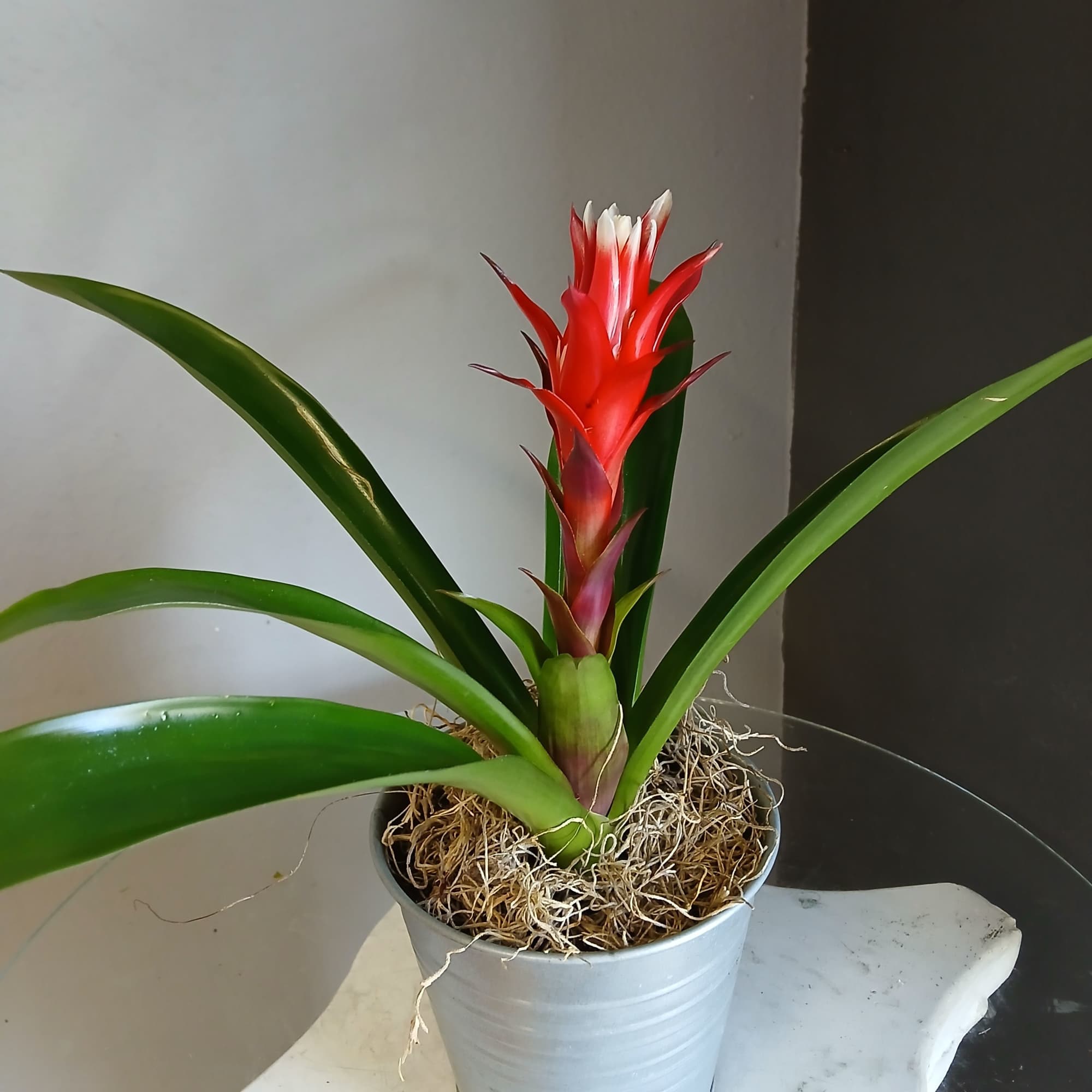 Single potted bromeliad in a cute tin.