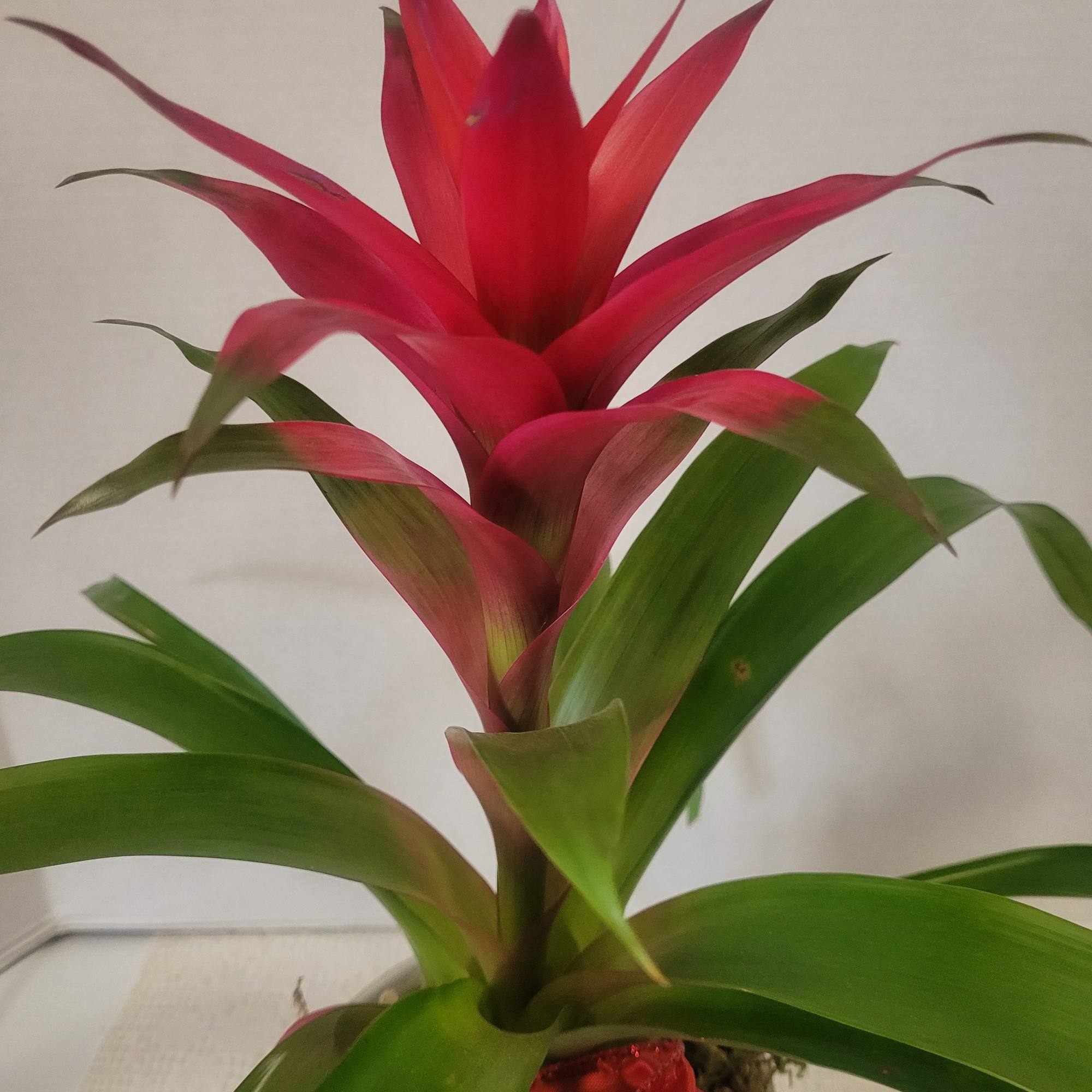 The red blossom on this bromeliad will last for a few months.