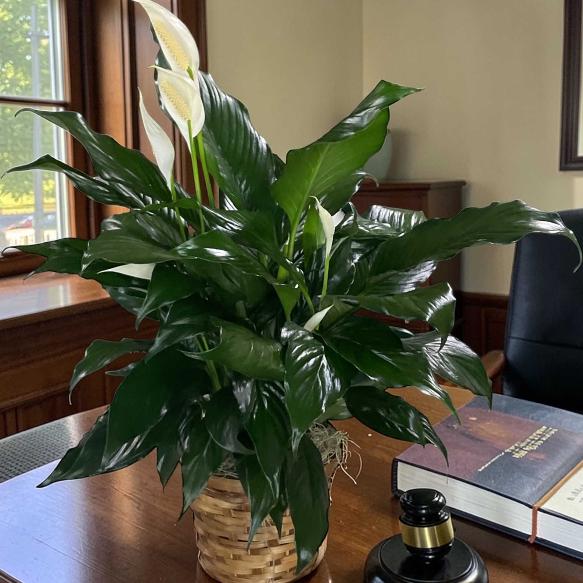 Graceful, elegant, and easy to care for, the Peace Lily is a