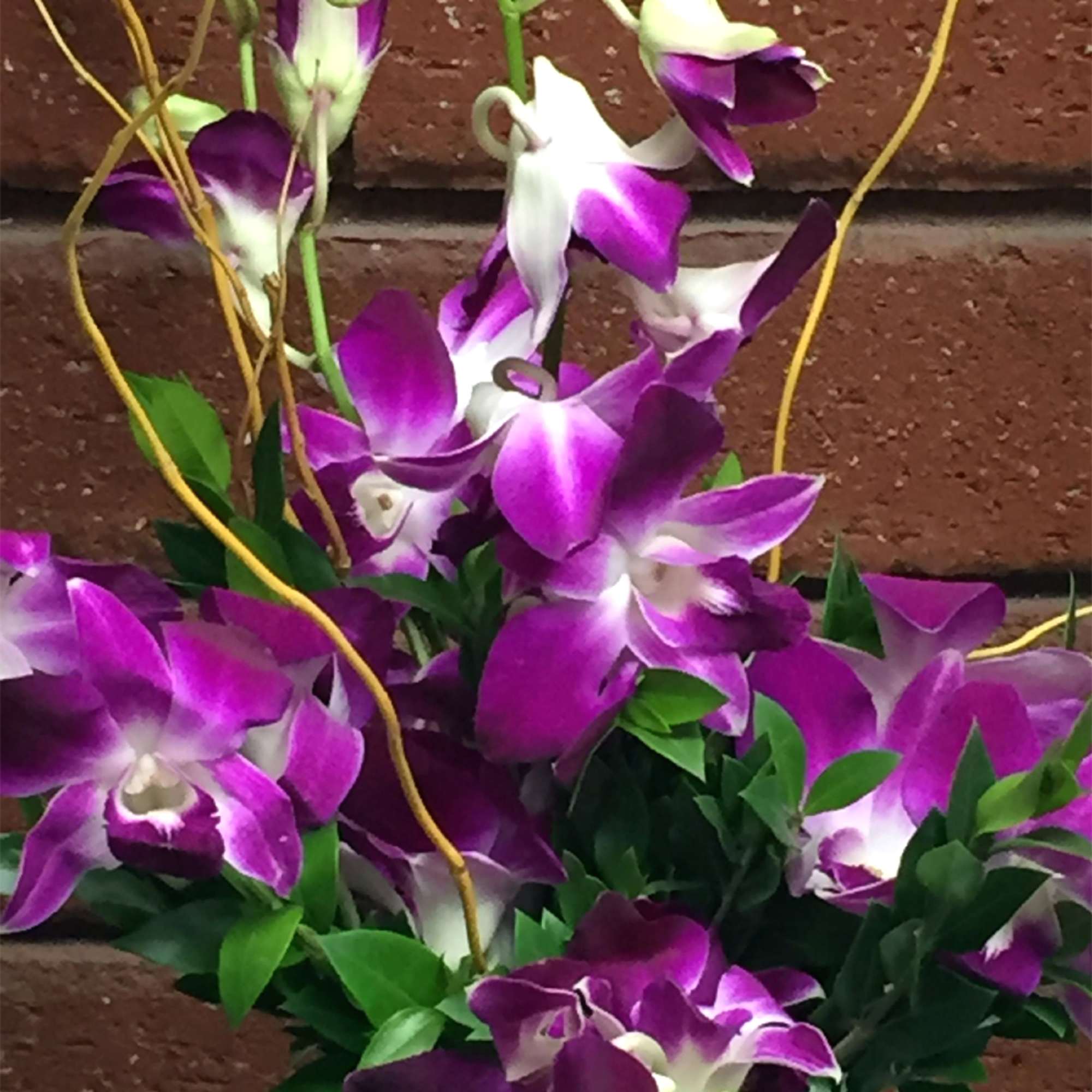 Bombay Dendrobium Orchid Waves

Show your love with the graceful beauty of exotic