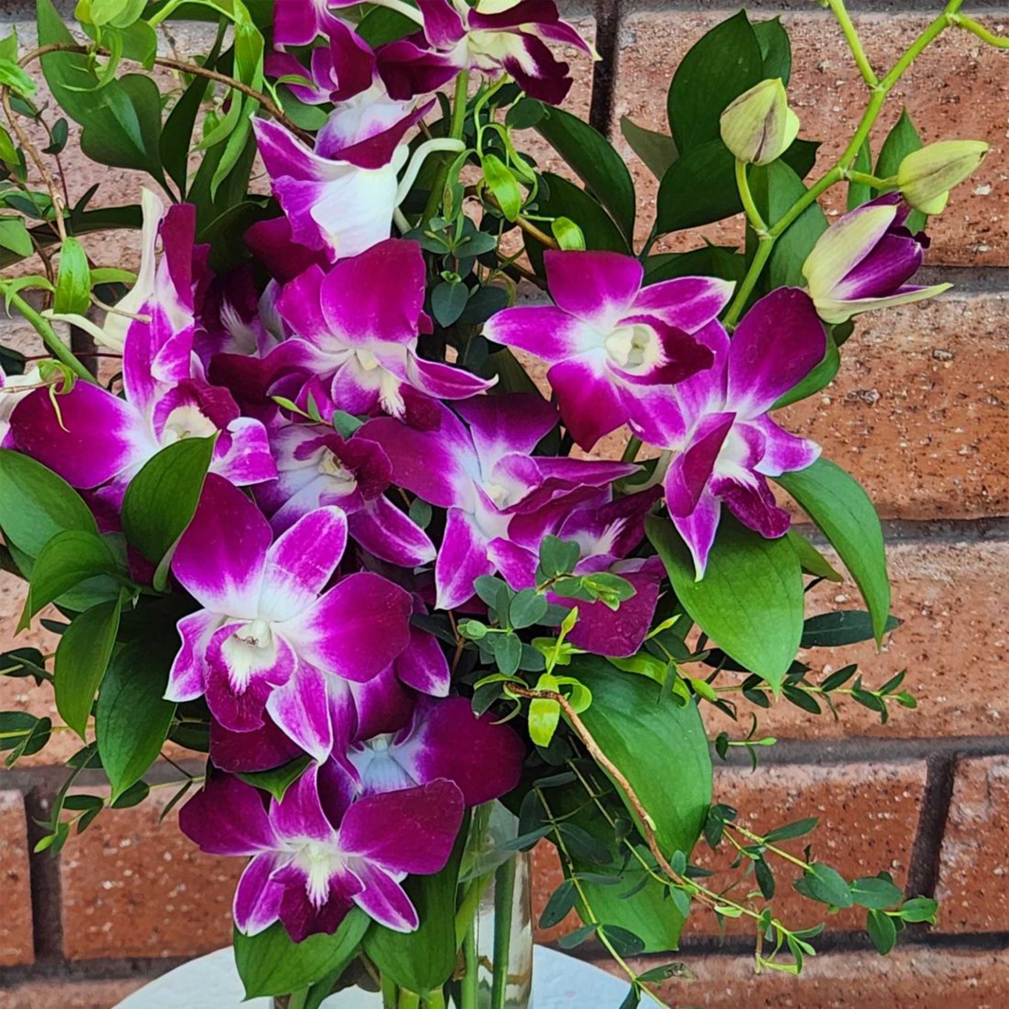 Bombay Dendrobium Orchid Waves

Show your love with the graceful beauty of exotic