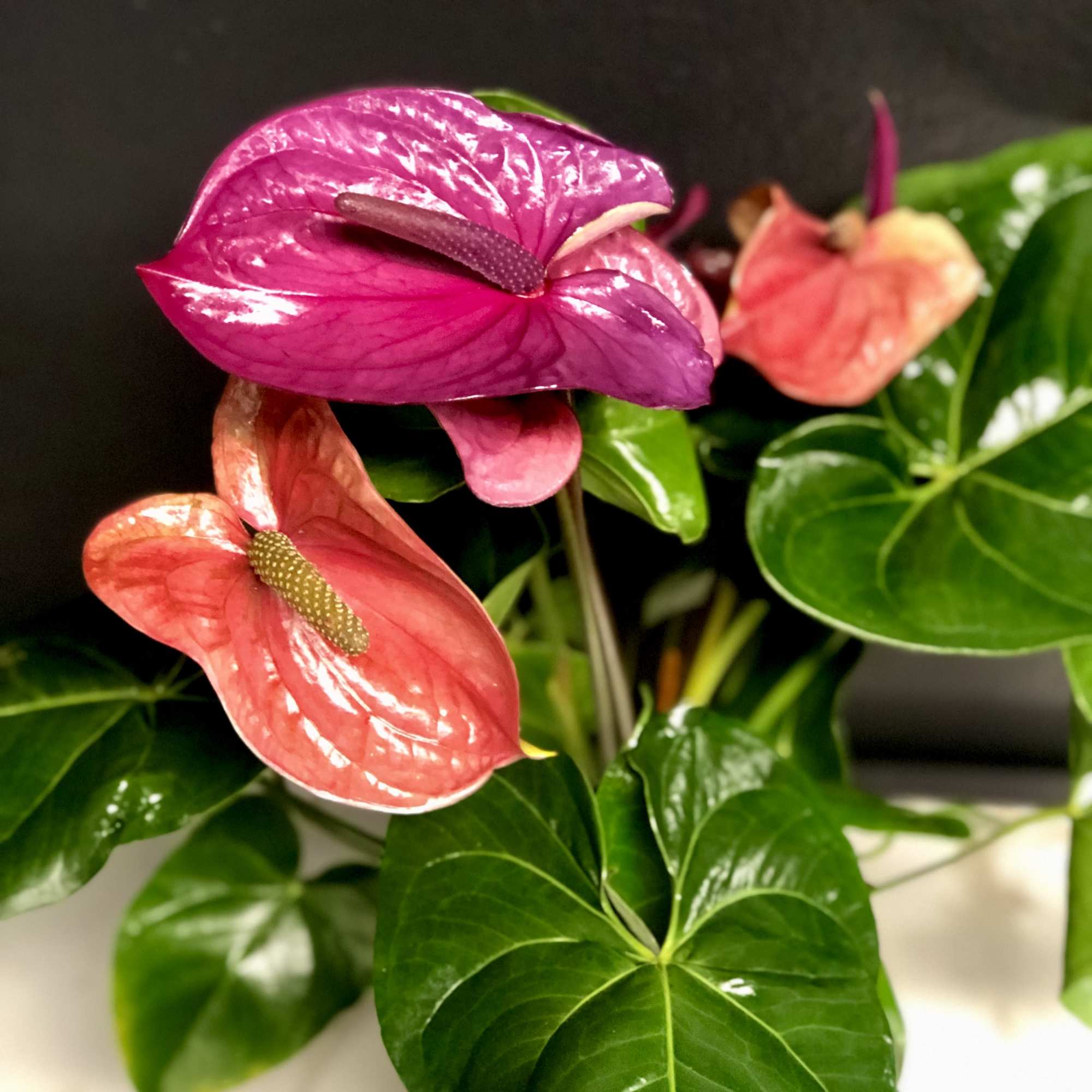 A beautiful, tropical houseplant with&nbsp;heart shaped blossoms. Anthuriums are easy to care