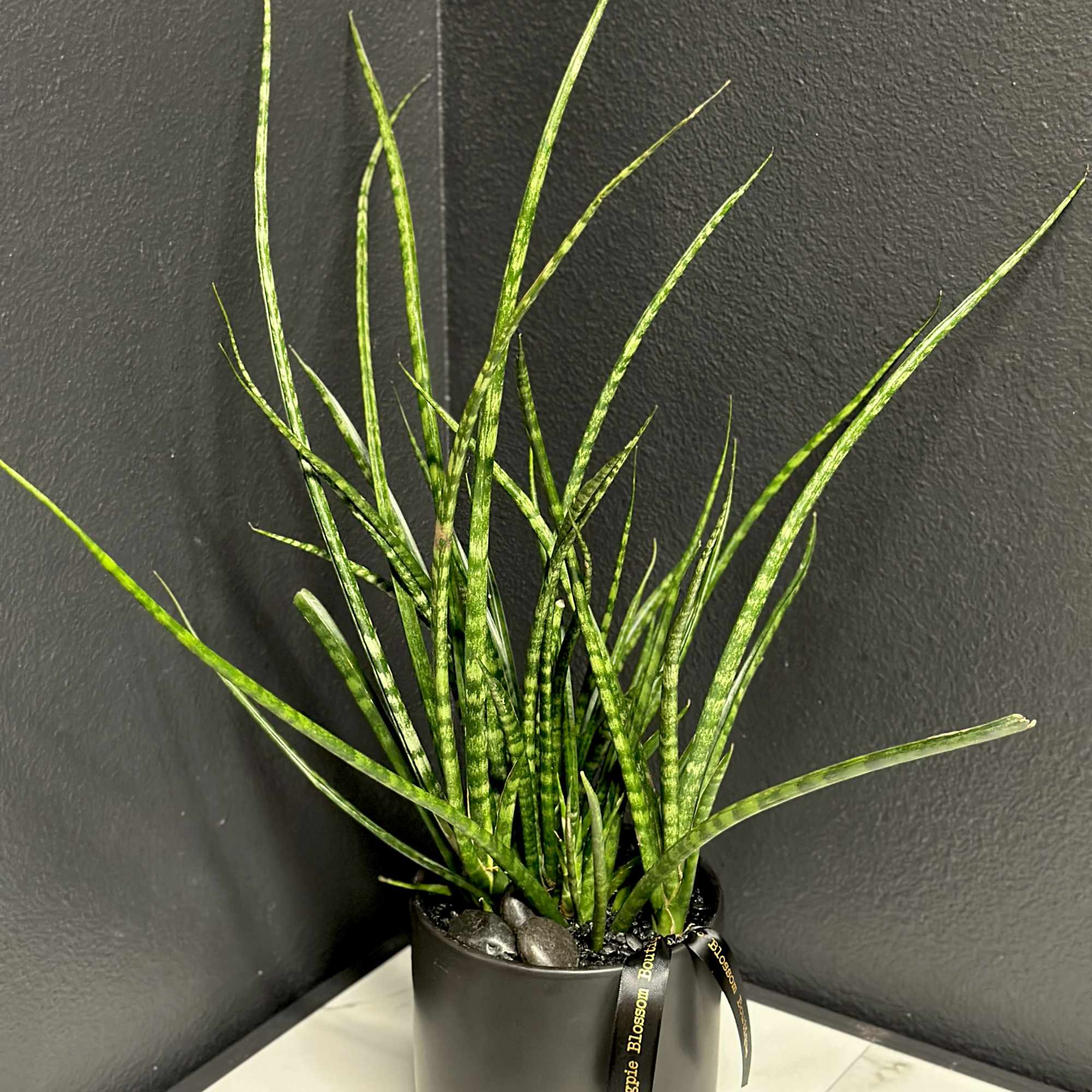 An easy to care for modern sansevieria plant in a ceramic pot