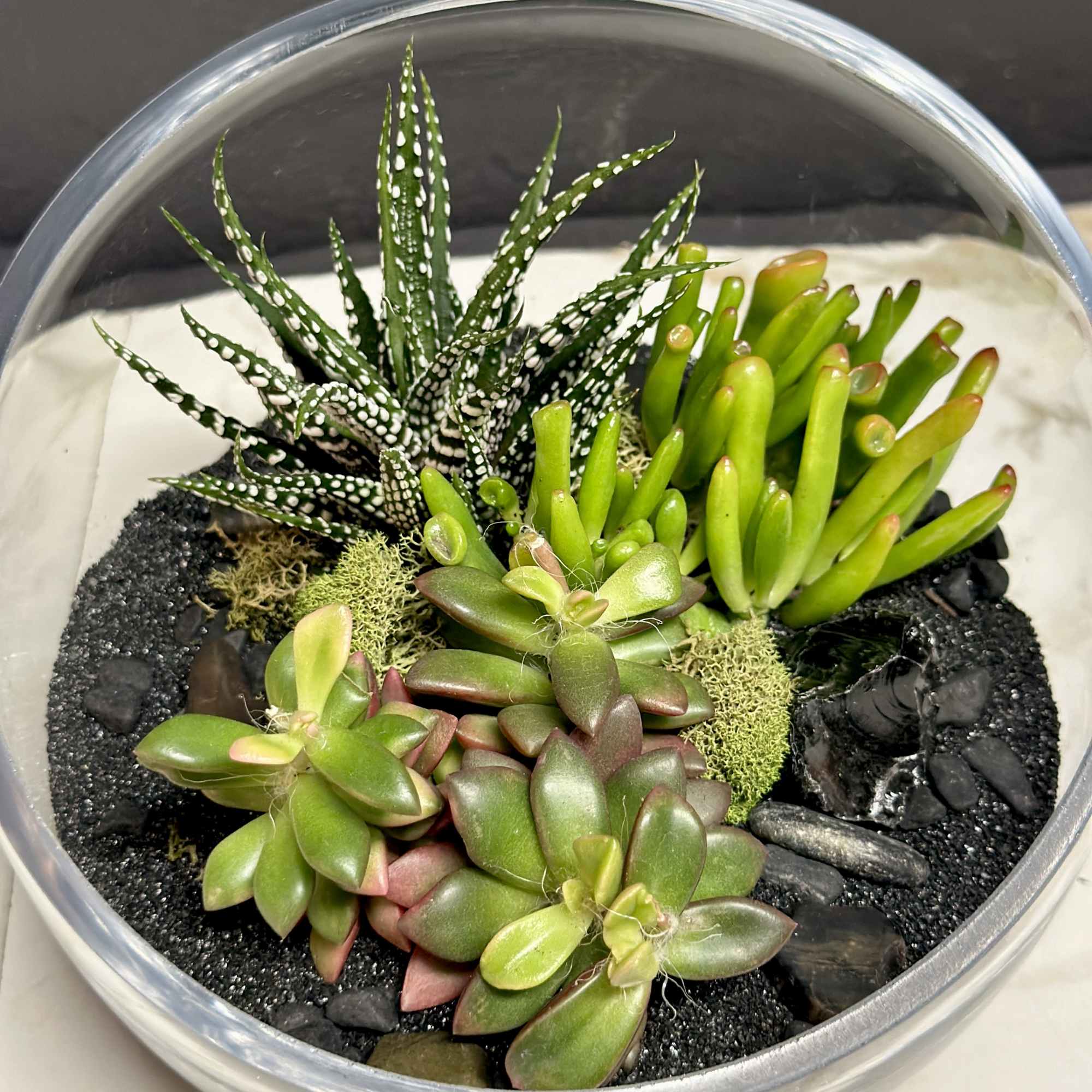 Add a touch of nature to any space with our slant terrarium.