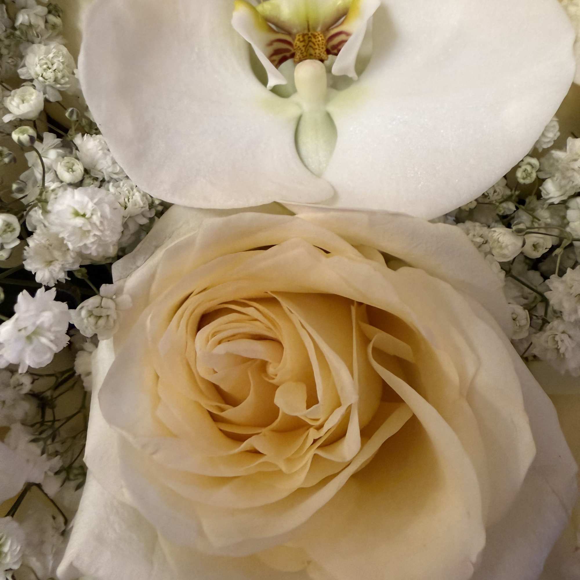 White orchid and cream rose bouquet close-up