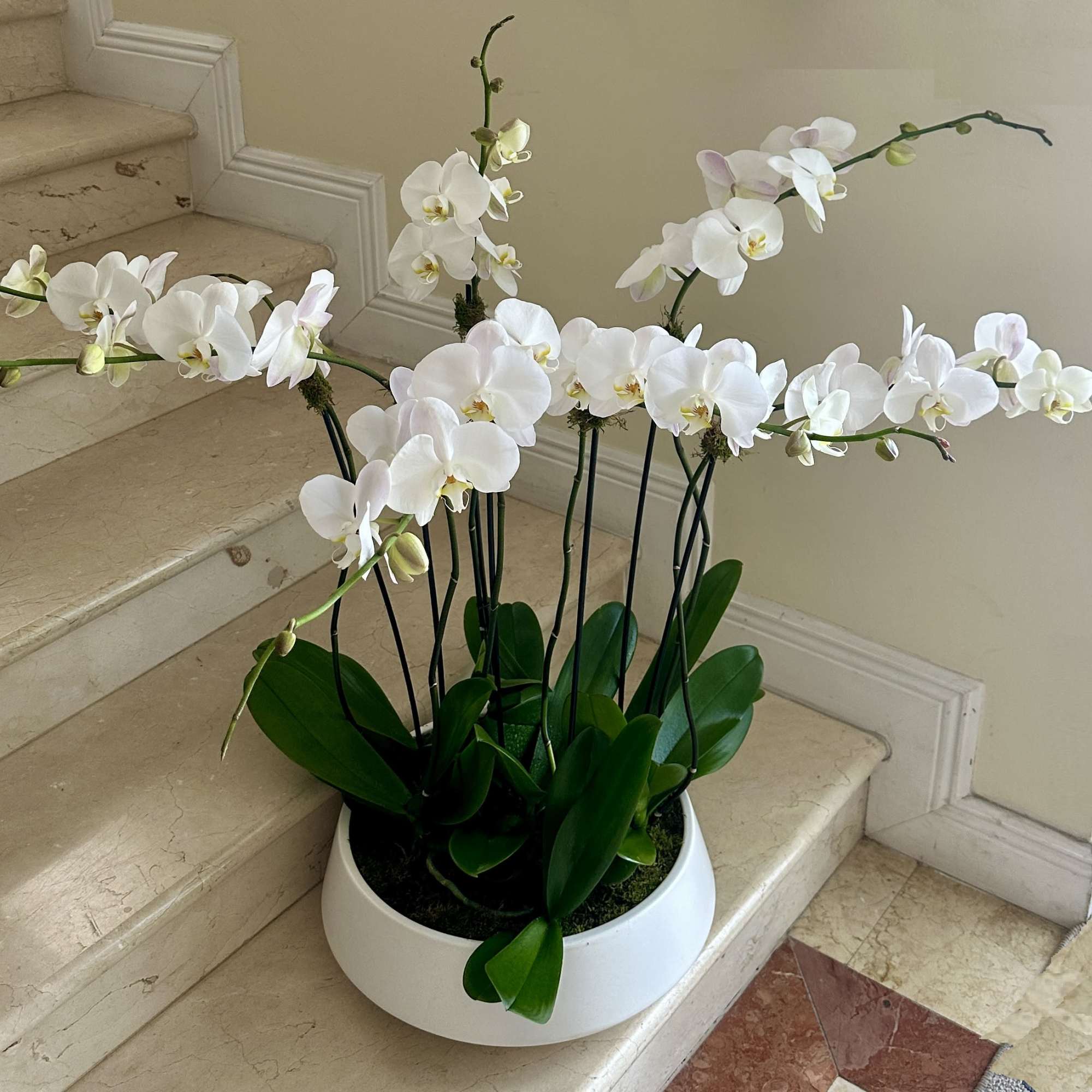 White phalaenopsis orchid plants in a low white bowl planter