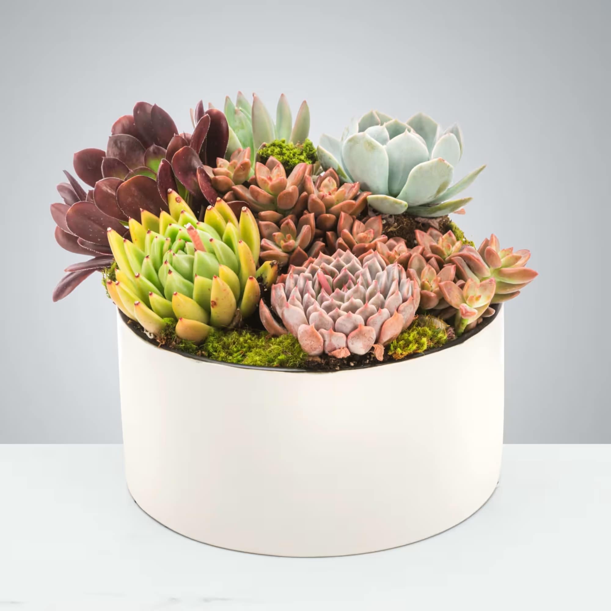 Assorted colorful succulents planted in a low white round pot