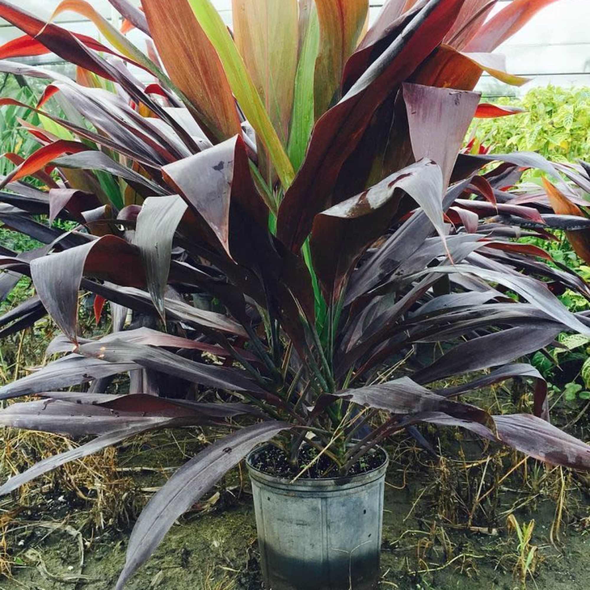 A set of 7 mini vase arrangements ready for your corporate event