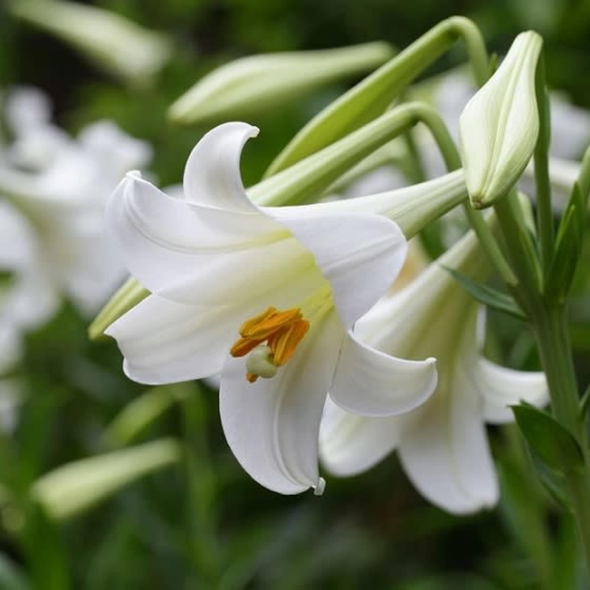 Easter lily dressed for Easter
Spring Spring Spring 
#Easterlily
#happyeaster