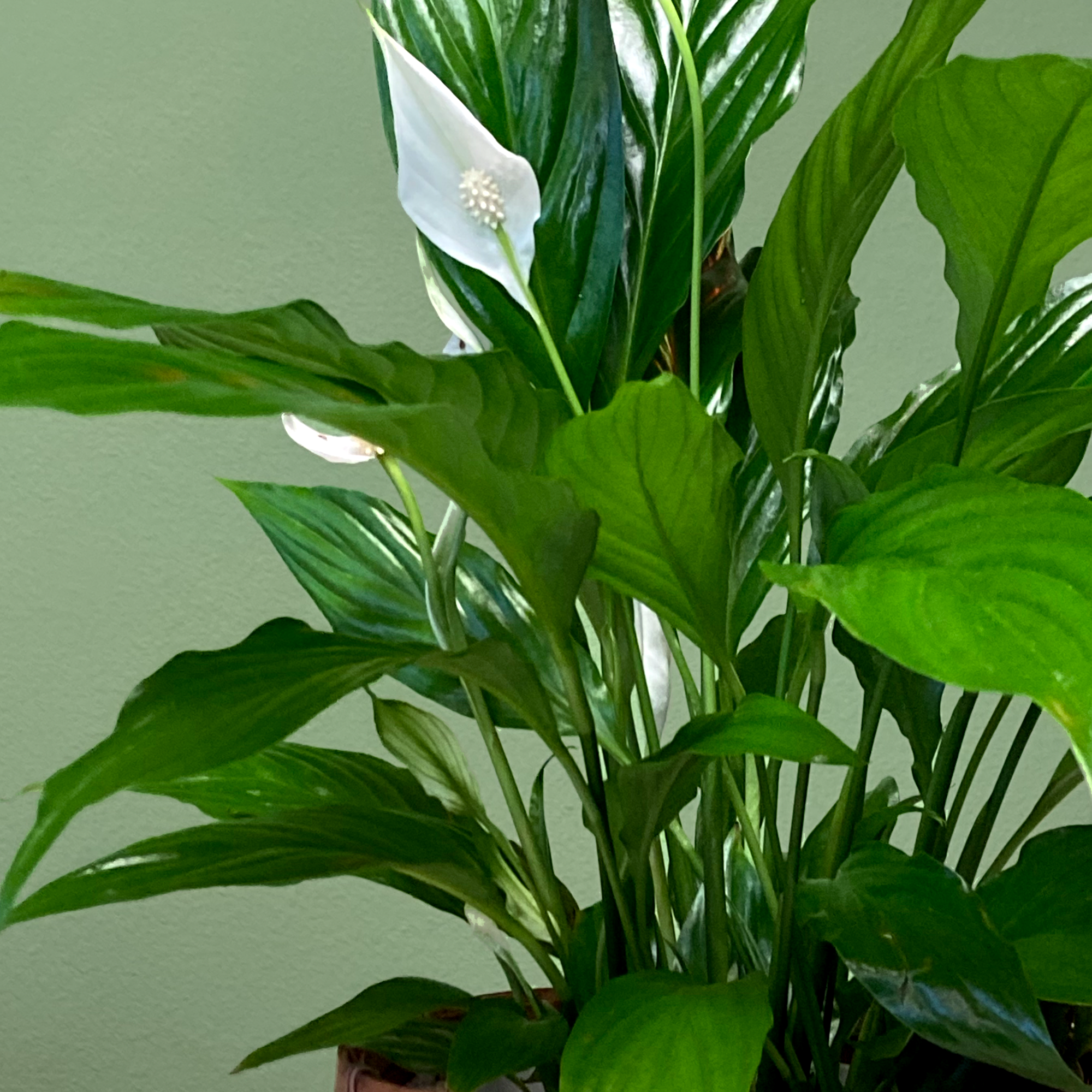 Spathiphyllum, also known as the Peace Lily, is known for both its