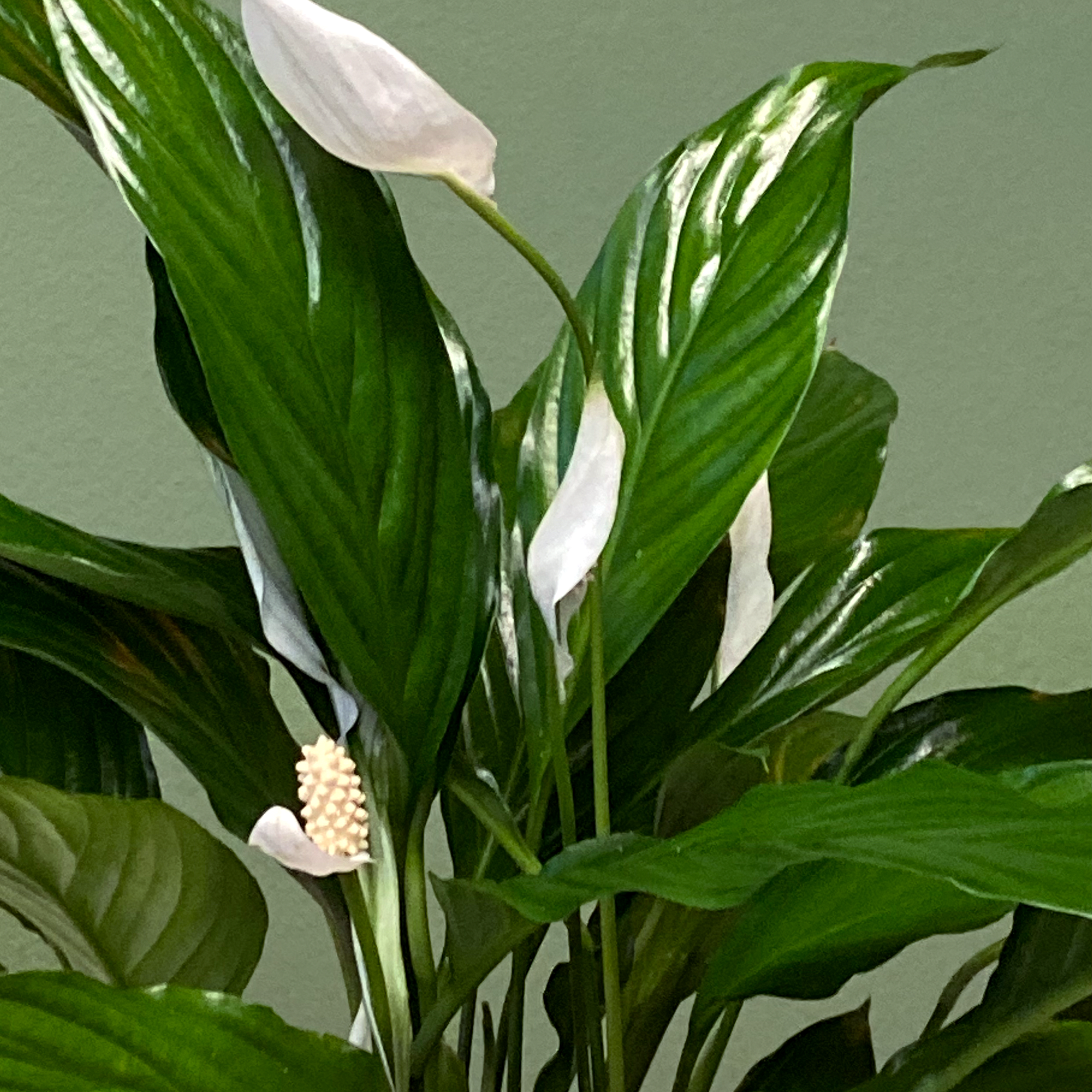 Spathiphyllum, also known as the Peace Lily, is known for both its