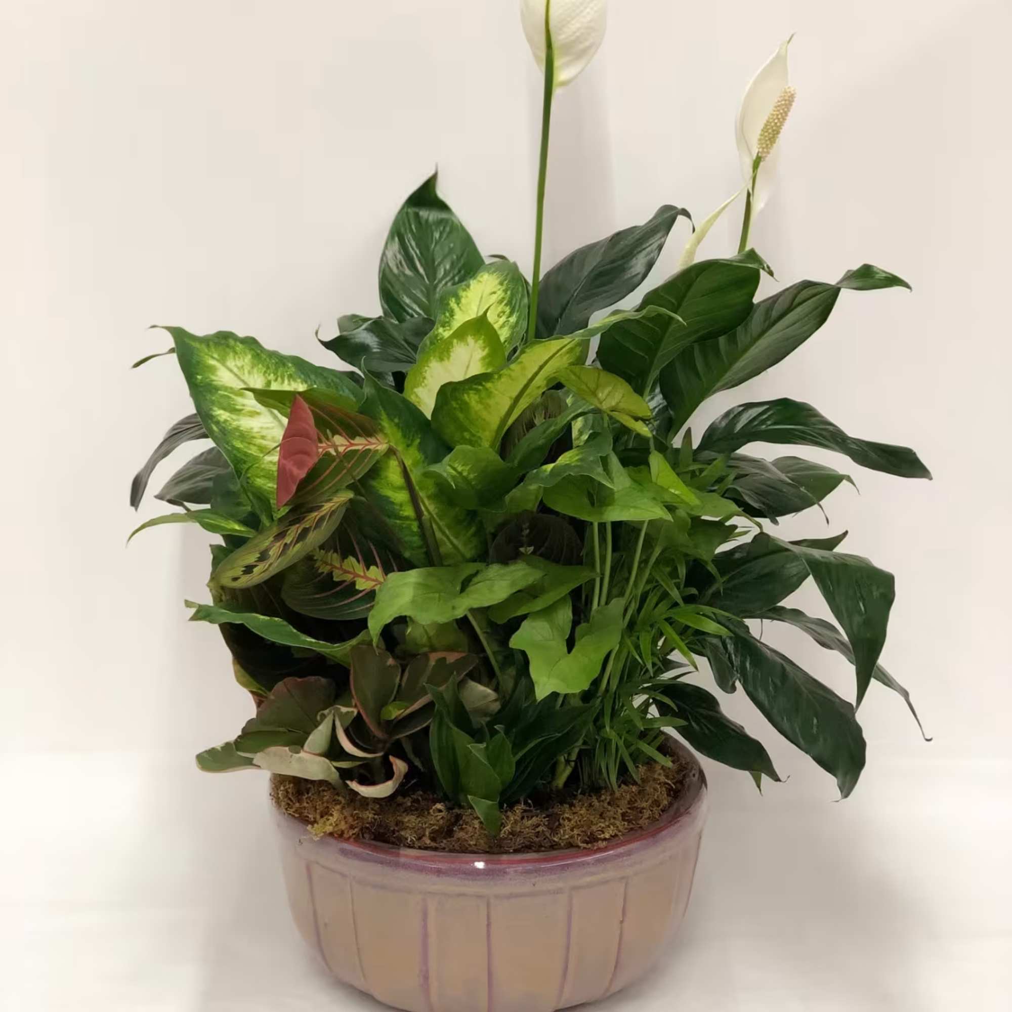 Our ceramic dish garden features a beautiful assortment of fresh, seasonal plants