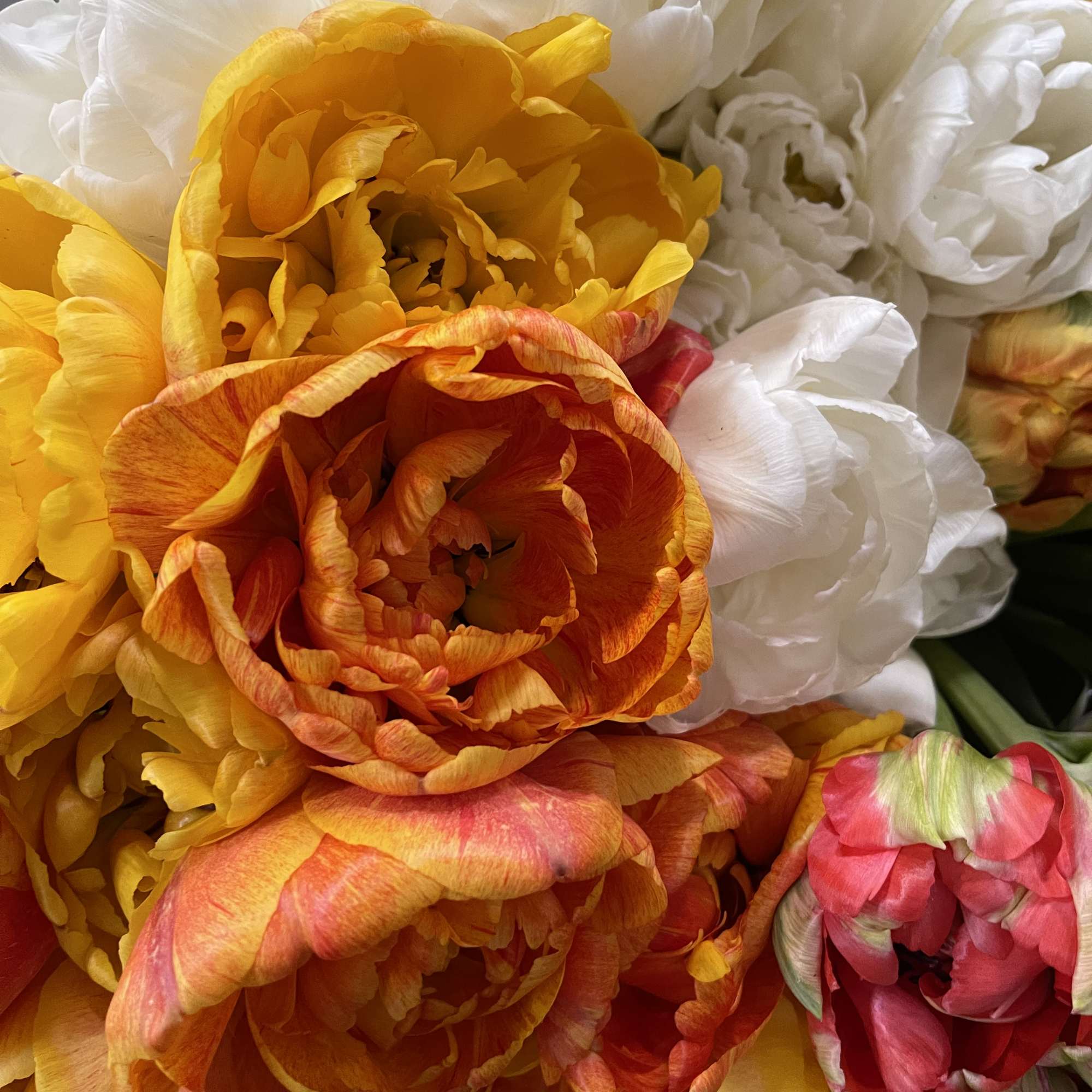 Send a selection of tulips to somebody you have unconditional love for!