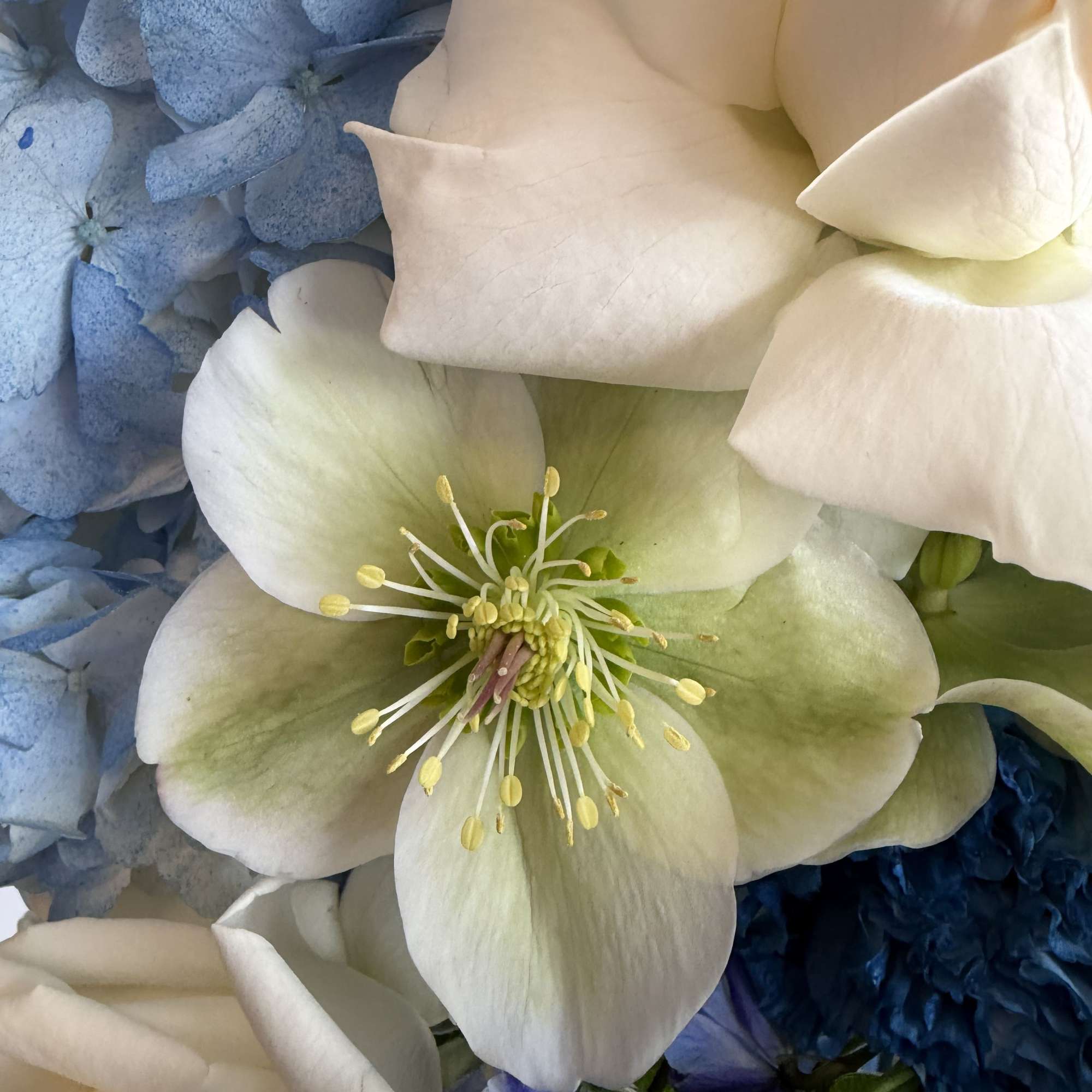 Close-up of an arrangement with white roses, pale green blooms, and soft blue hydrangeas.