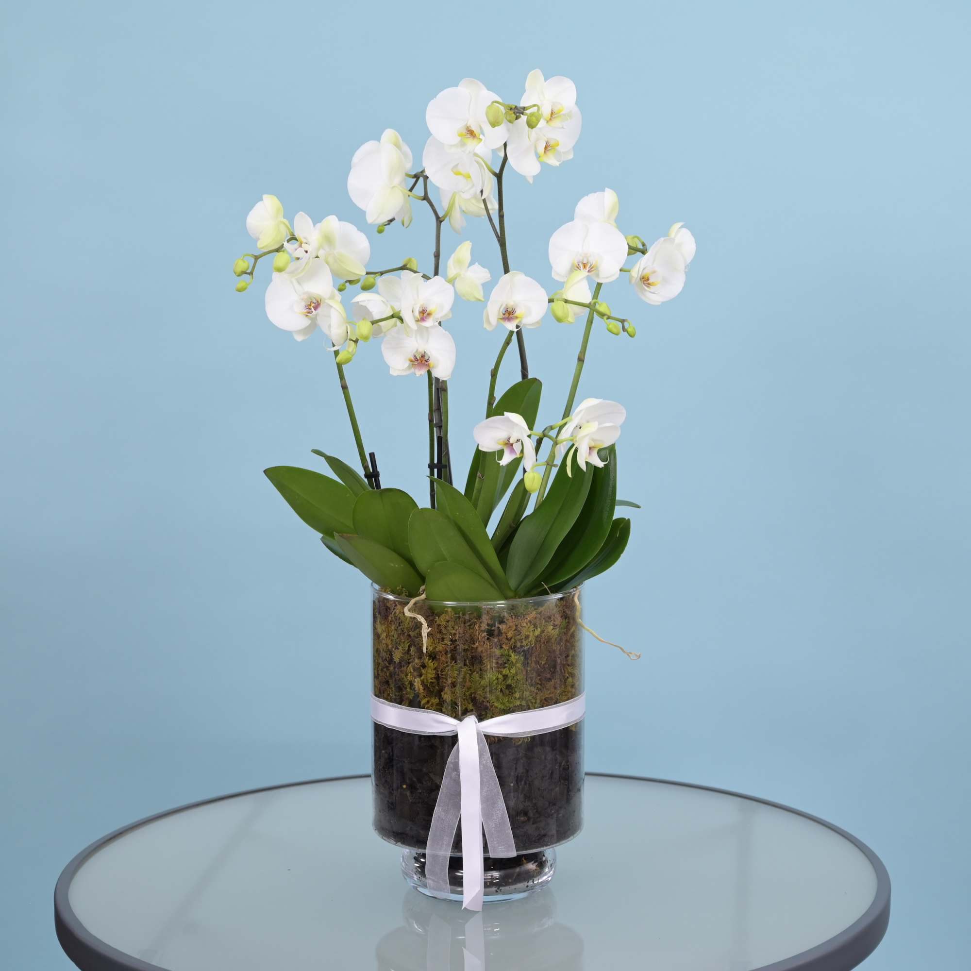 Opulent Orchid
Color Note: Orchid color may vary based on availability. If you