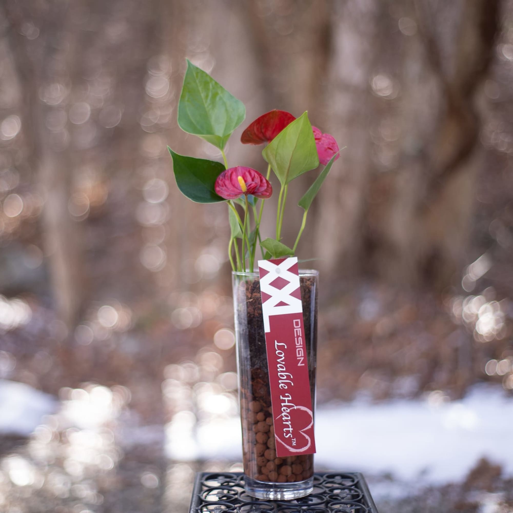 Small vase with pink anthuriums and green leaves