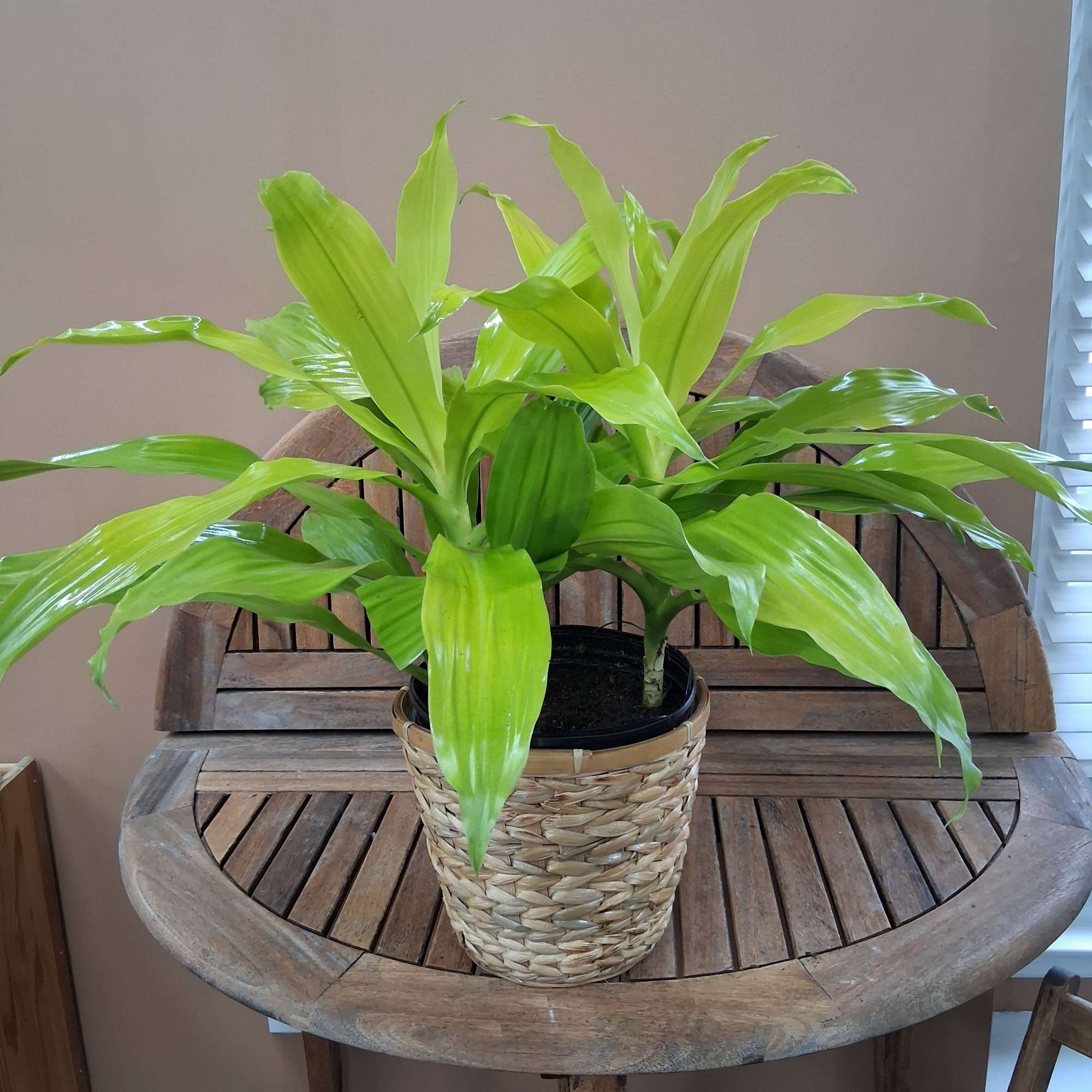 Medium Lime Light Green Plant.
With basket and bow.
Bow and basket color will