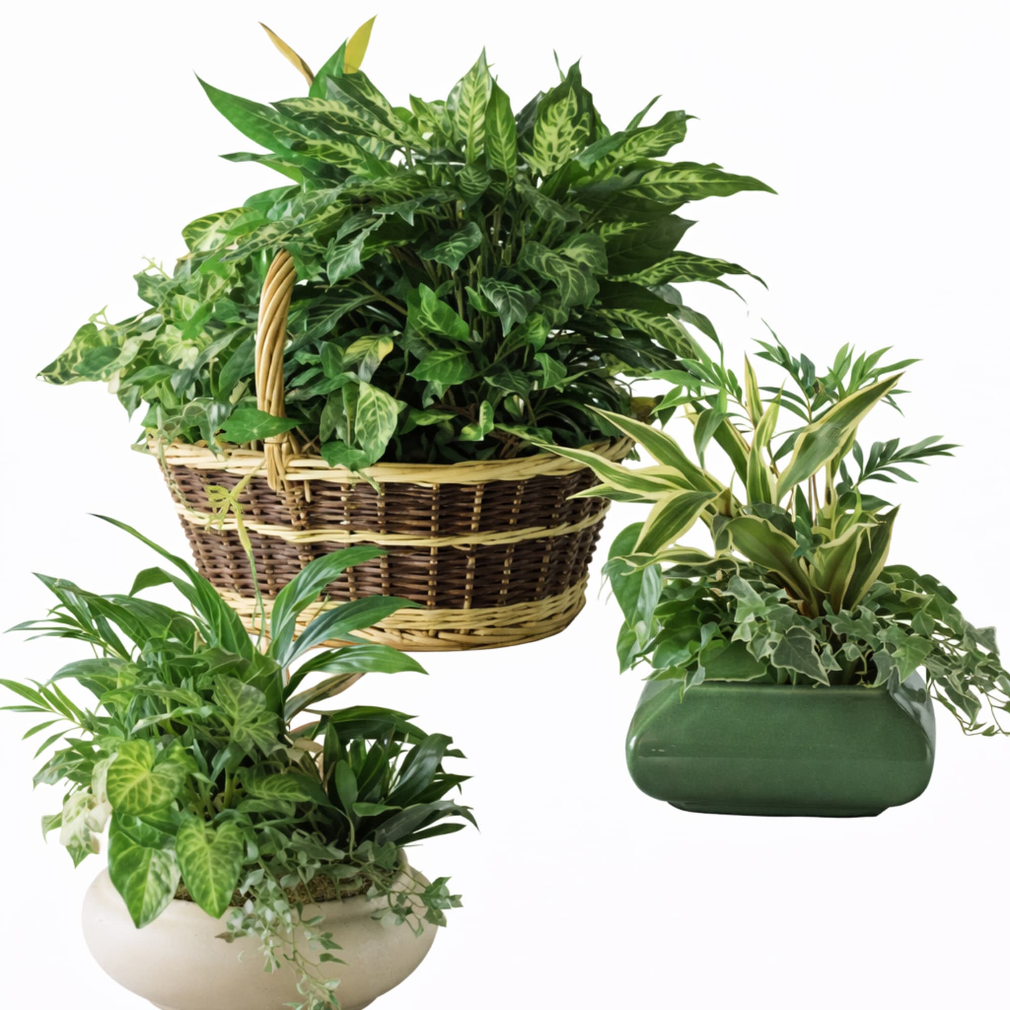 plant fertilizer indoor Liquid Houseplant Fertilizer - 8 fl oz