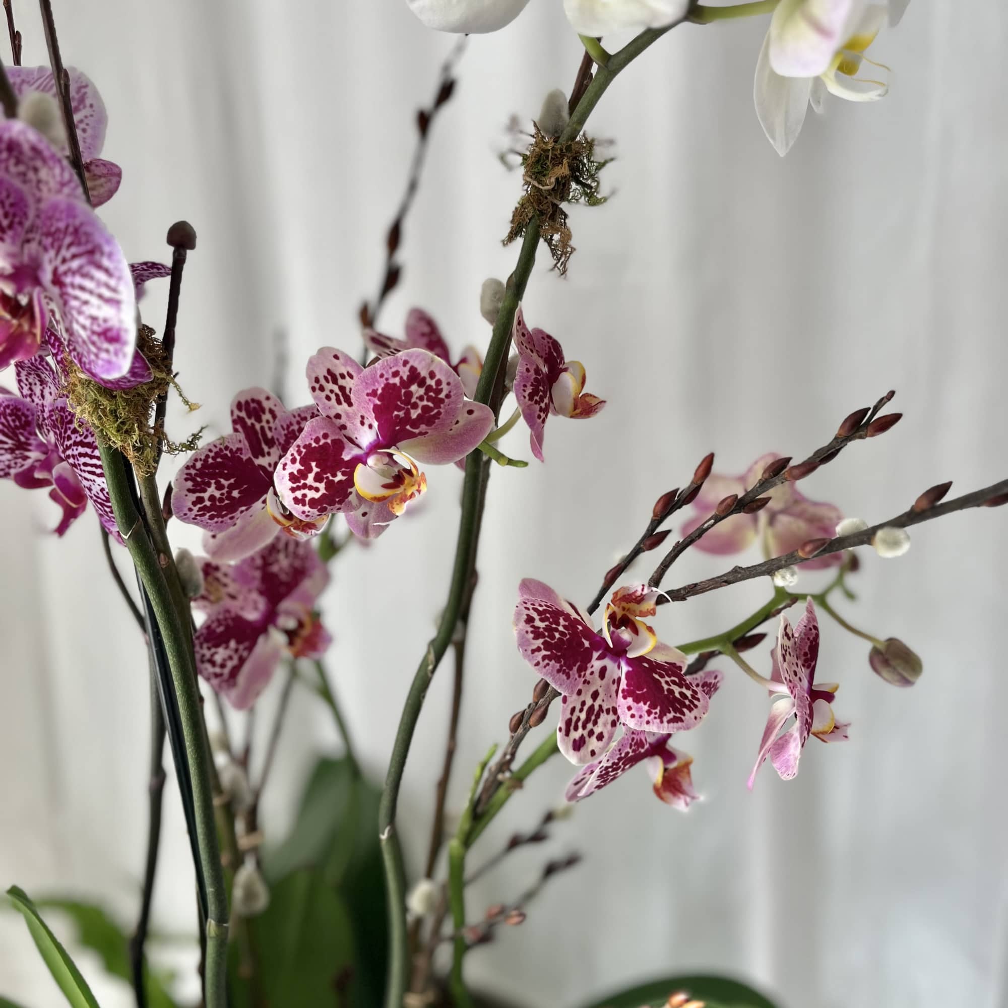 This premium design includes 3 elegant orchids. To enhance the planter, we