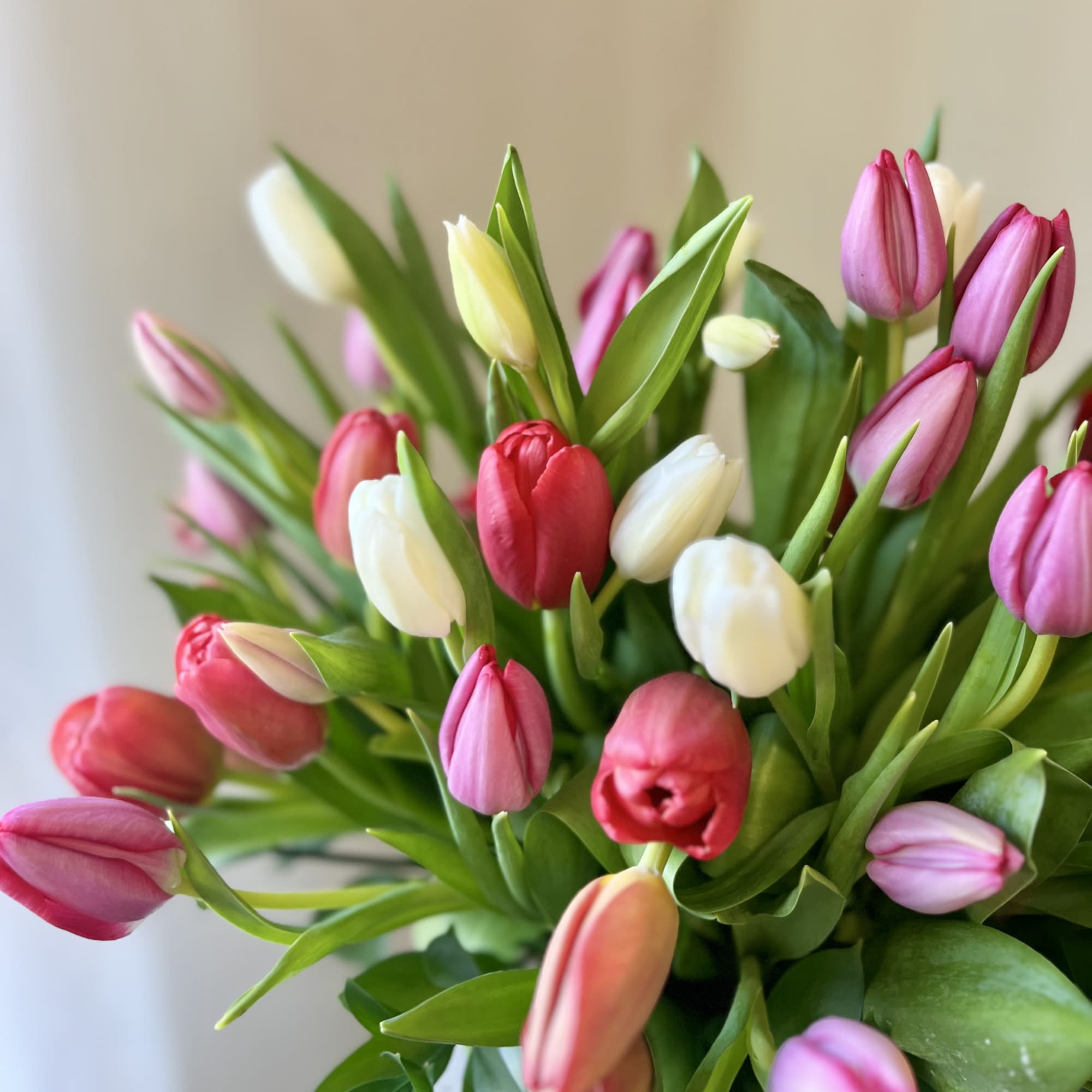 Bouquet of pink, red, and white tulips with green leaves