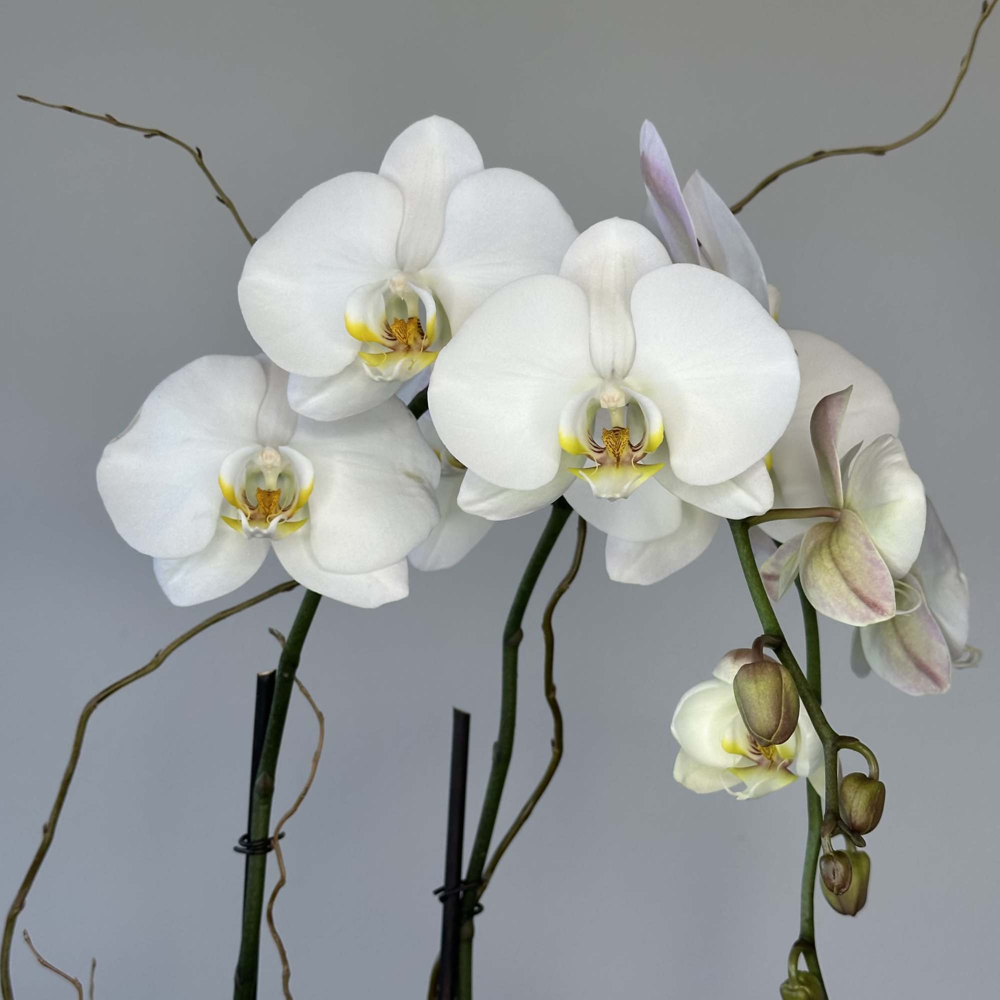 White orchids with a pink ribbon on long stems