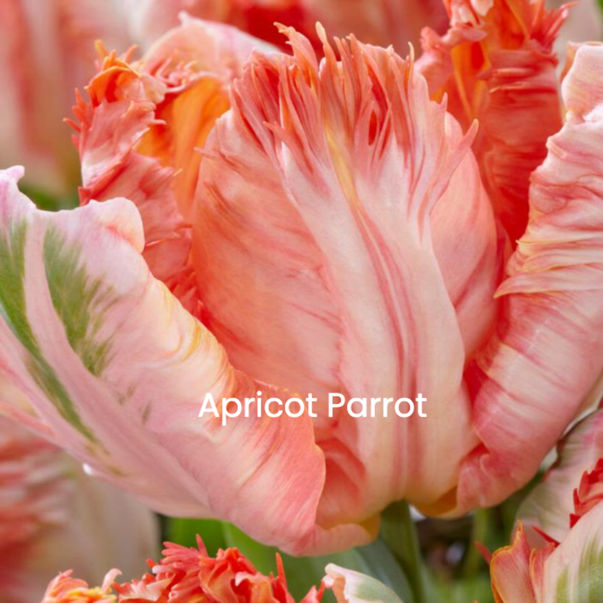 A vase full of 15 tempting tulips, accented with a bow. A