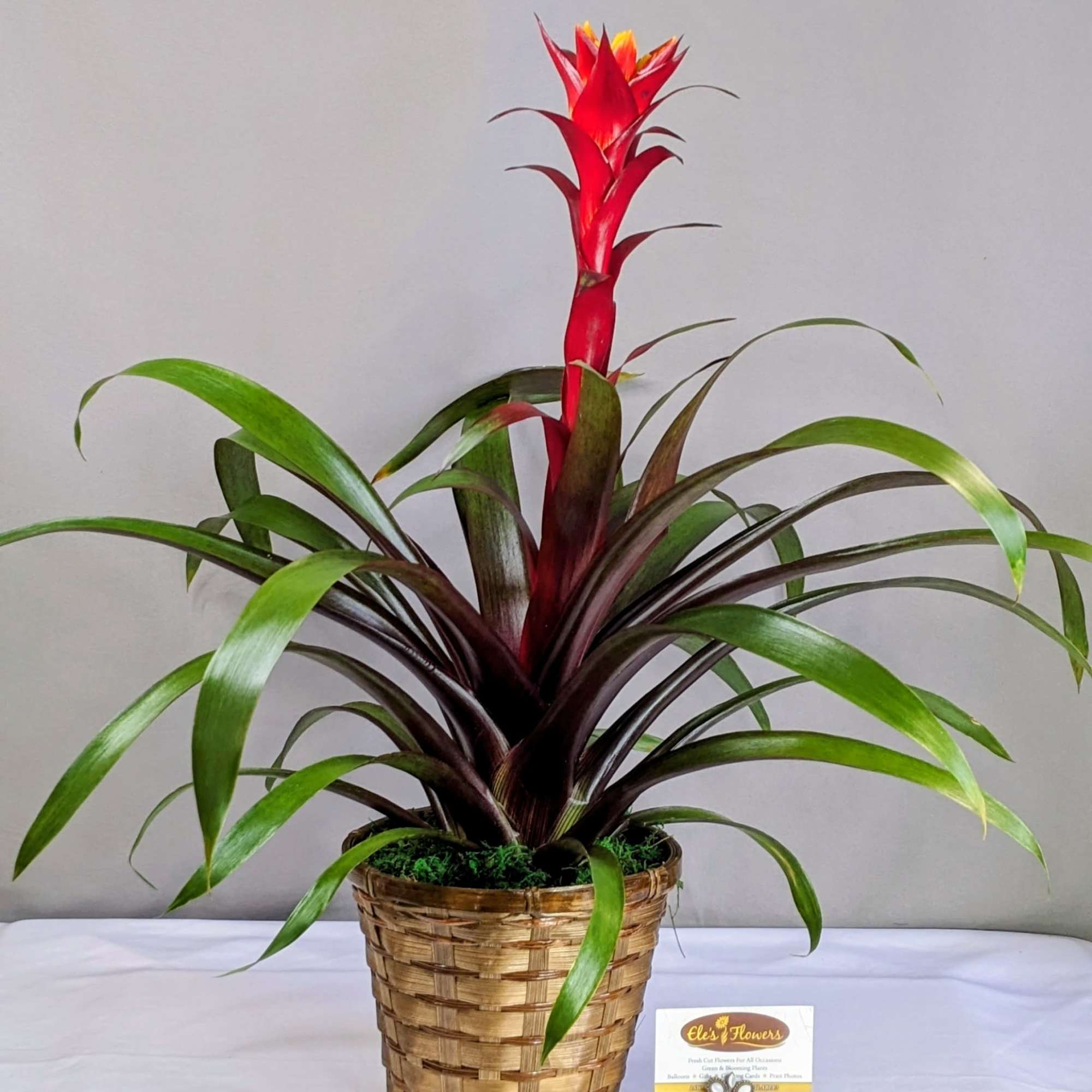 Bromeliads typically feature rosettes of stiff, sword-like or strap-shaped leaves that can