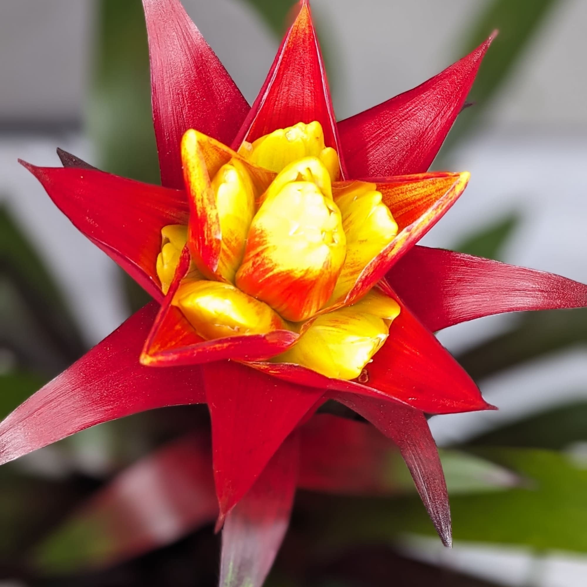 Bromeliads typically feature rosettes of stiff, sword-like or strap-shaped leaves that can